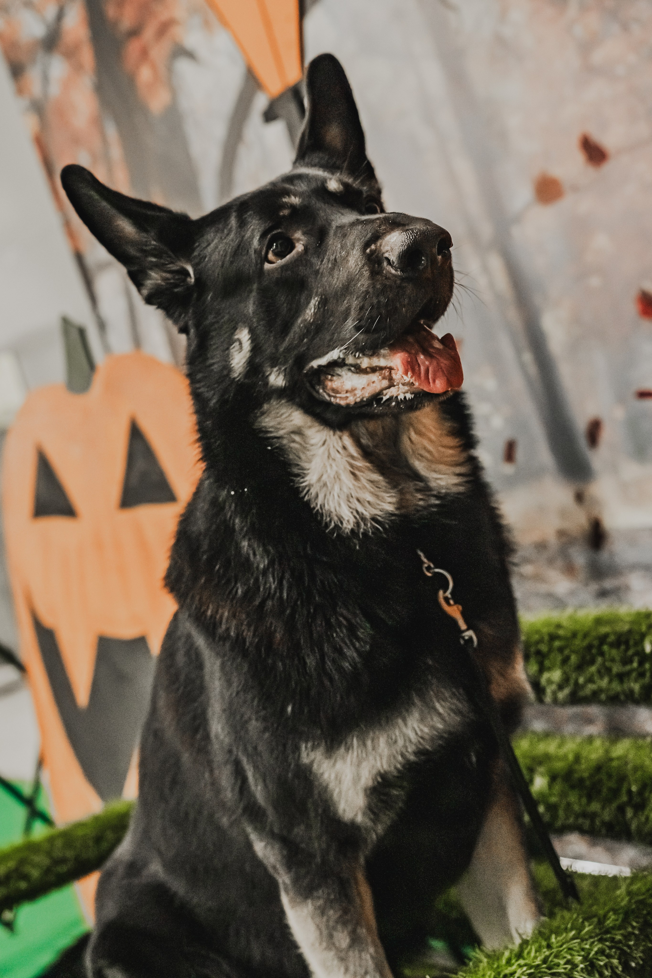 Международная выставка собак всех пород. Репортажный фотограф Анастасия Рубцова