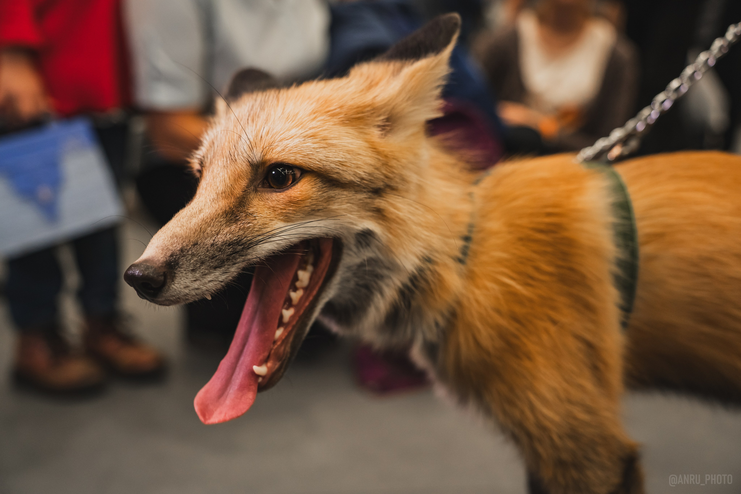 Fox Family fest. Репортажный фотограф Анастасия Рубцова