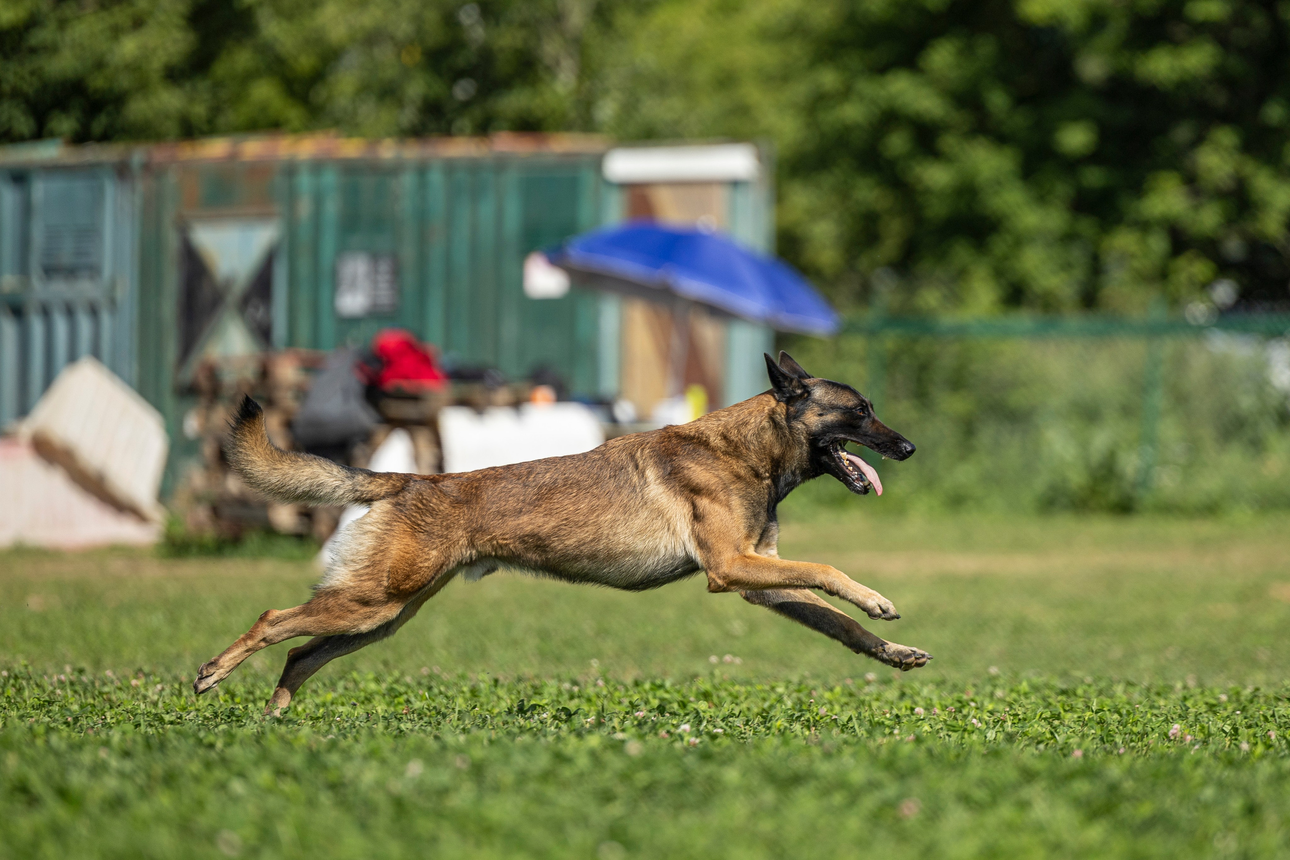 Соревнования по Мондьорингу г. Вологда 10-11.08.2024. Фотограф-анималист Анна Маринич