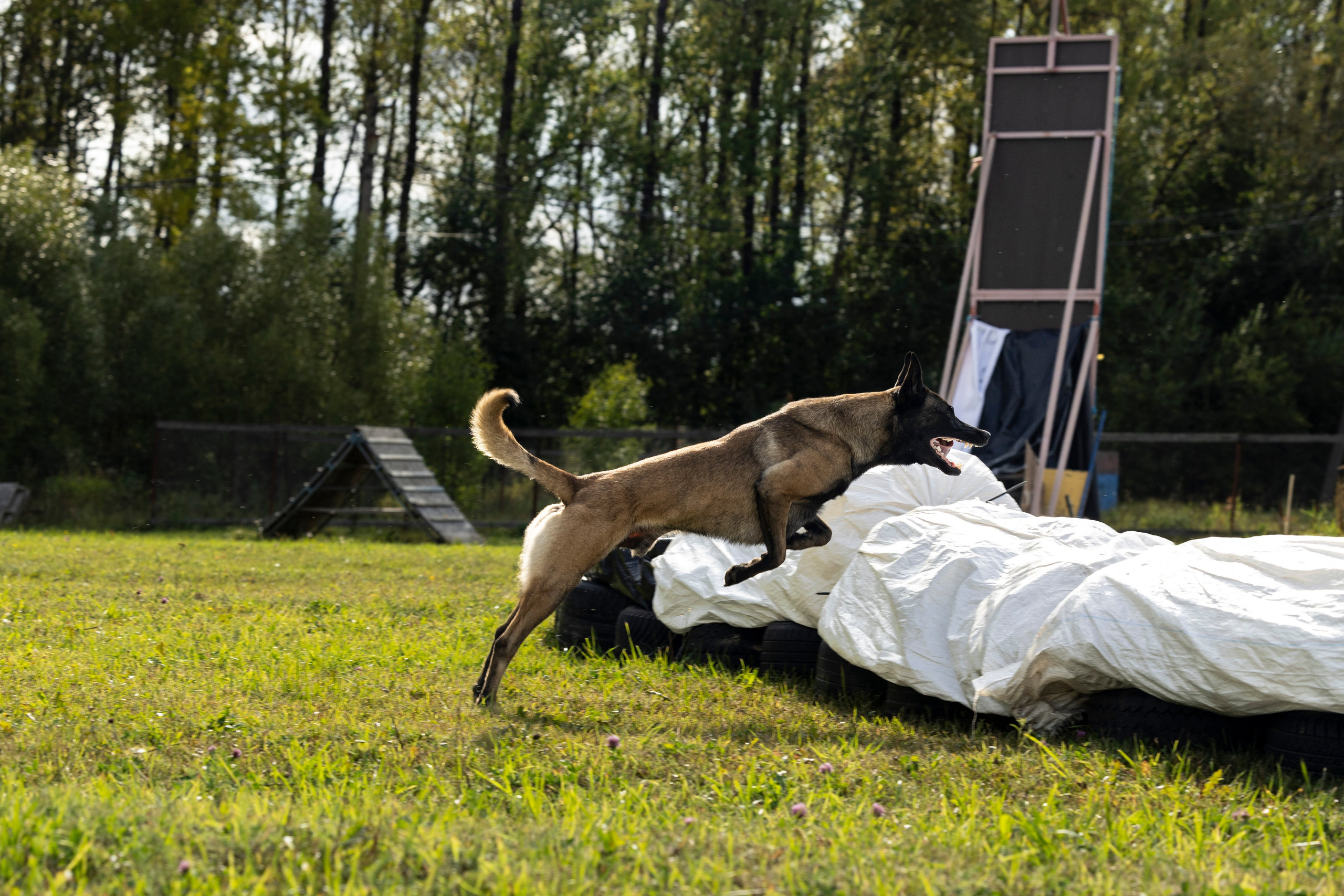 Испытания по Мондьорингу г. Пушкин. Фотограф-анималист Анна Маринич