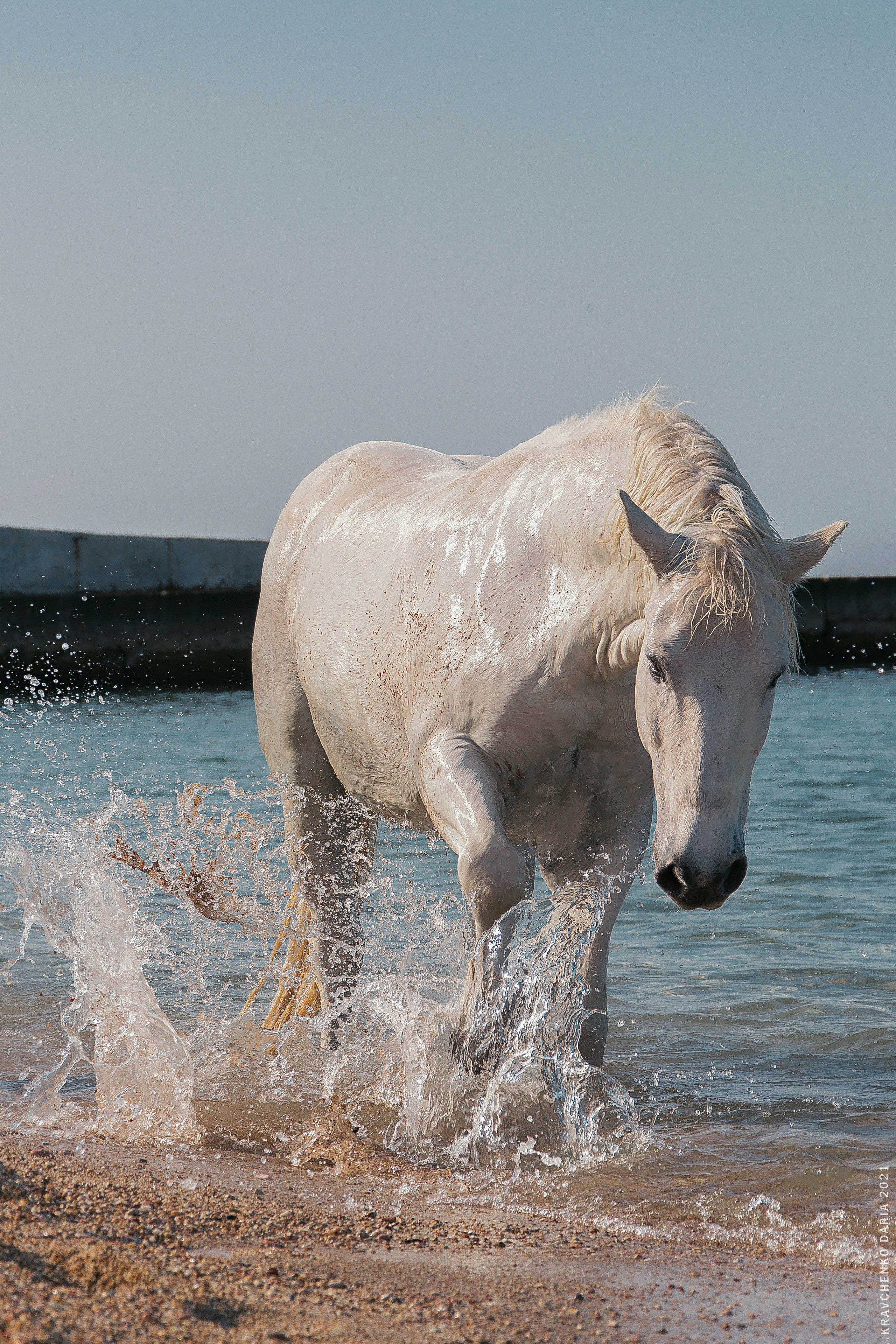 Миф и Фунтик. Фотограф в Севастополе