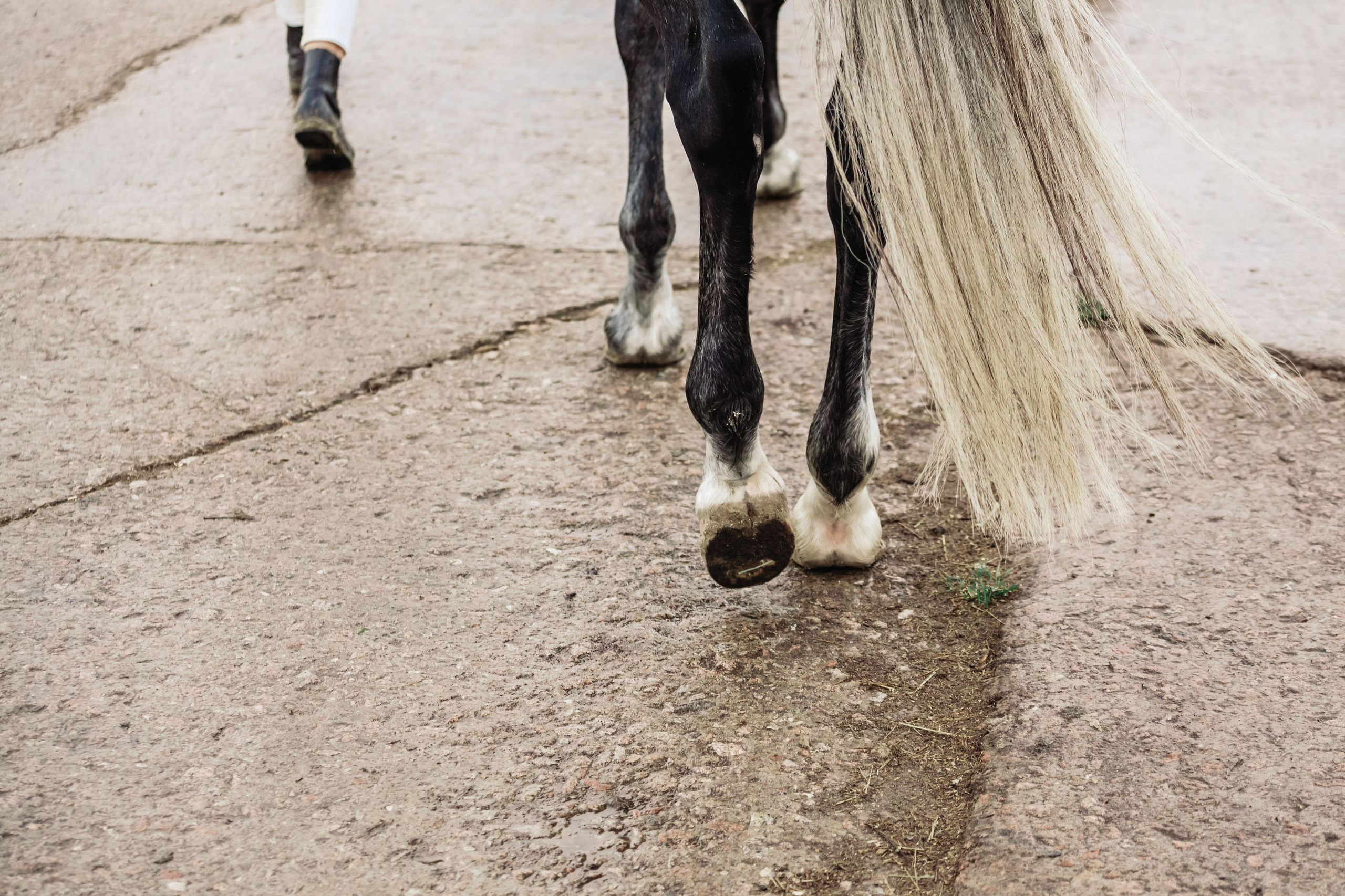 Аня и Джози. Фотограф-анималист Татьяна Степанова