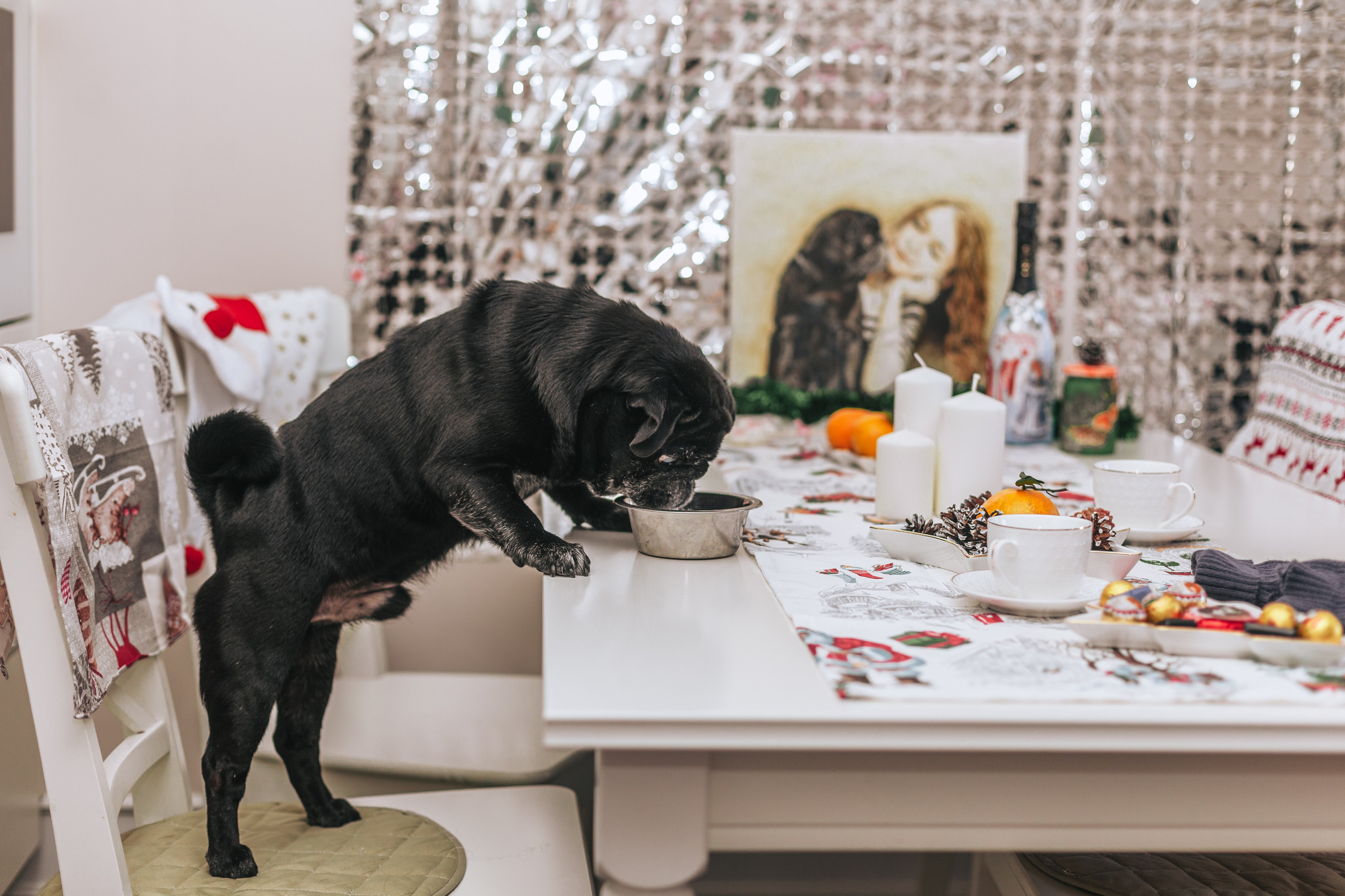 Домашняя фотосессия Оли и двух ее мопсов. Фотограф-анималист Татьяна Степанова