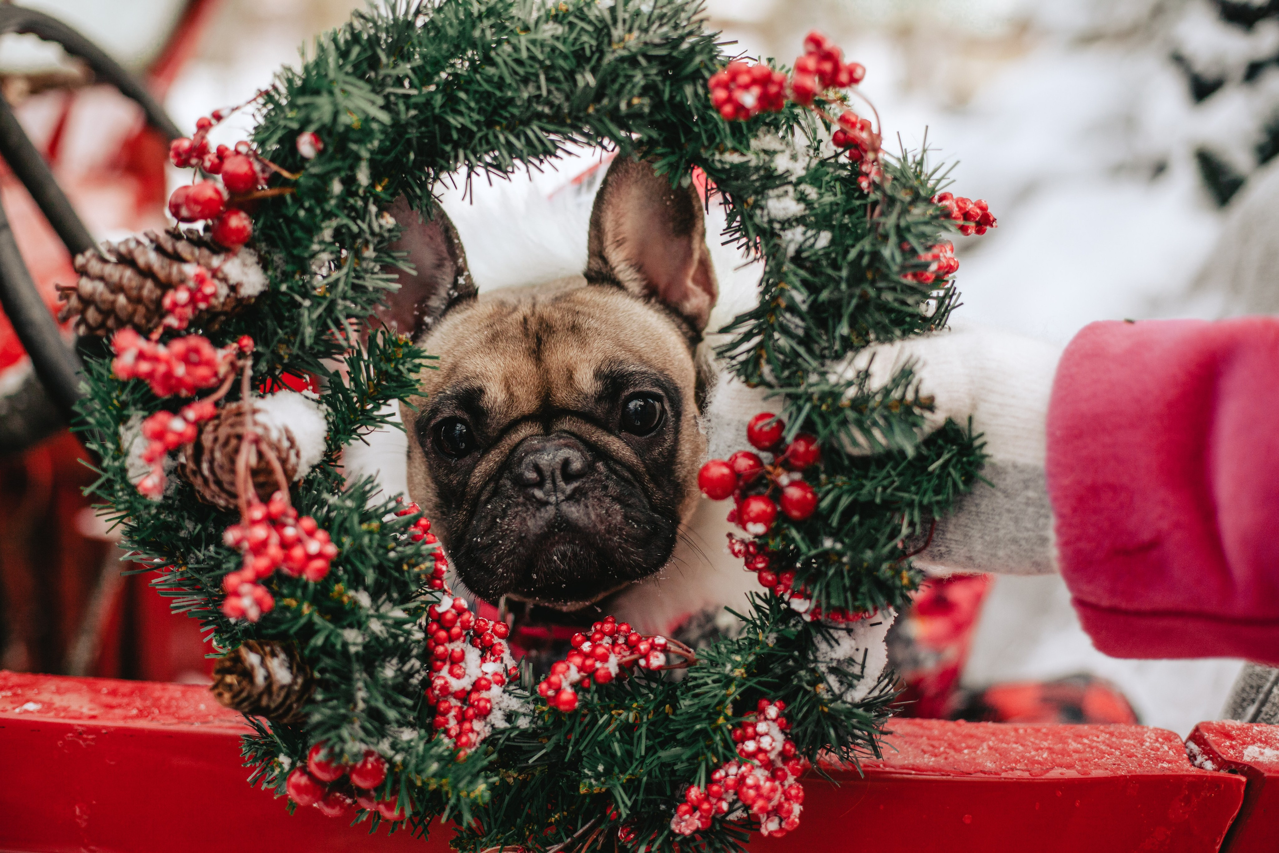 Зингер дача. Фотограф-анималист Татьяна Степанова