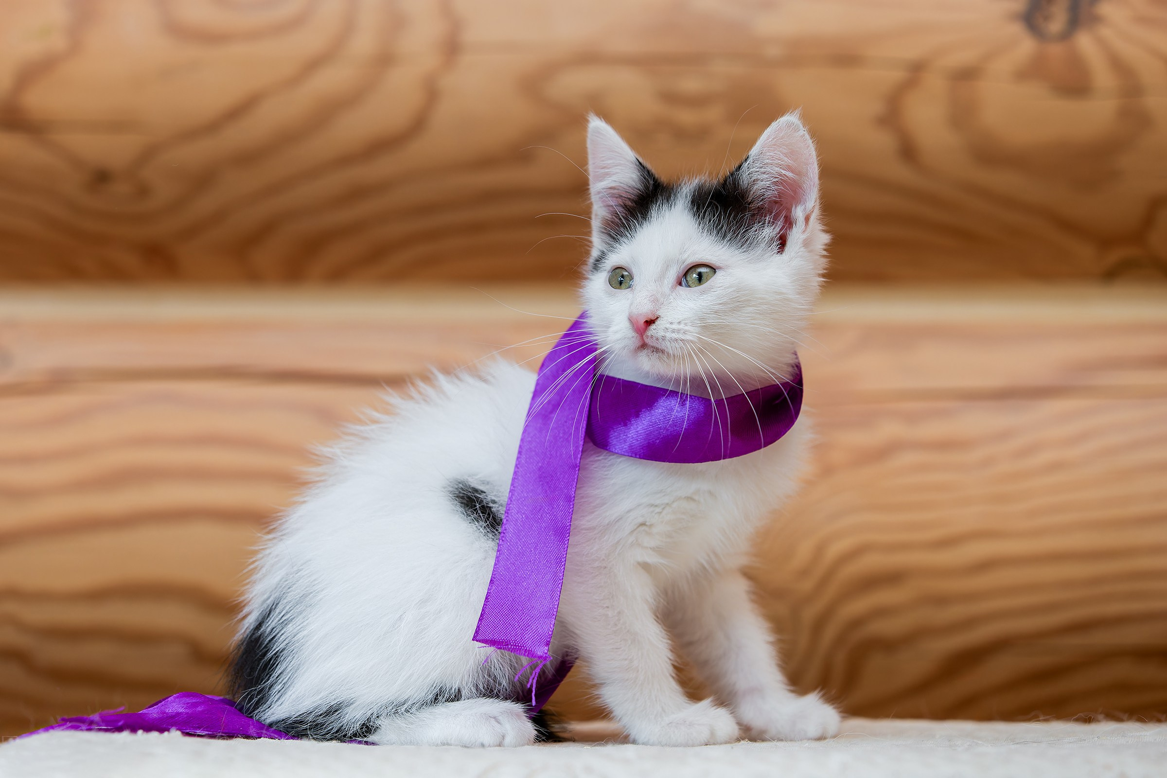 Котята. Irenephoto.ru