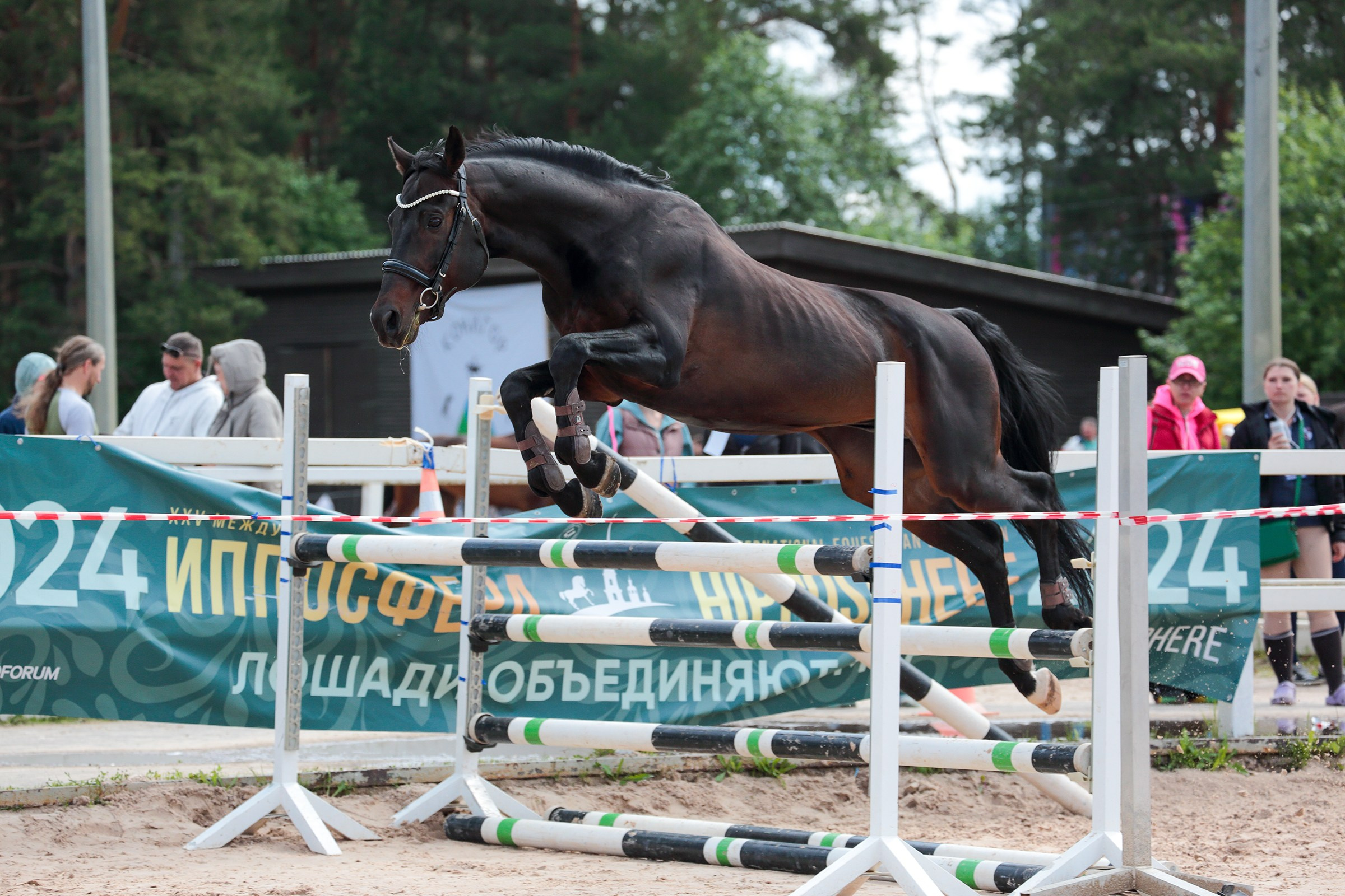 Иппосфера 2024. Irenephoto.ru