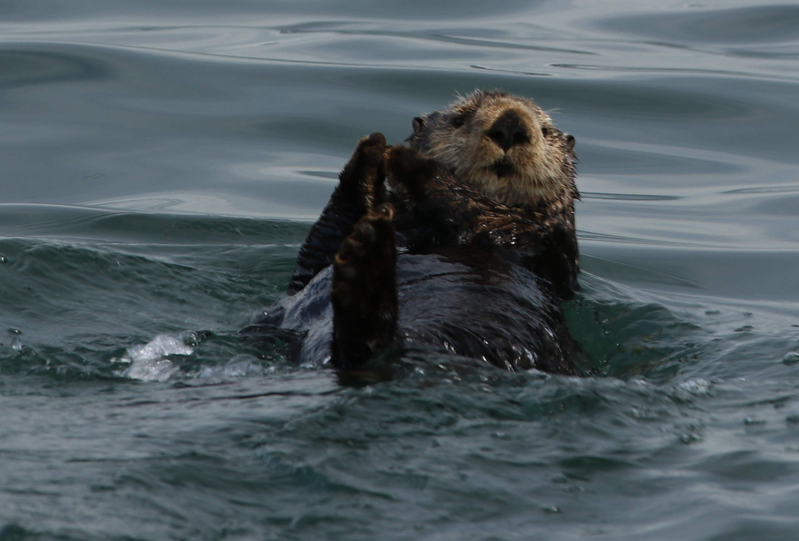 Камчатка и о. Парамушир. Июль 2024. Путешественник-фотограф из Санкт-Петербурга Татьяна Свистулина