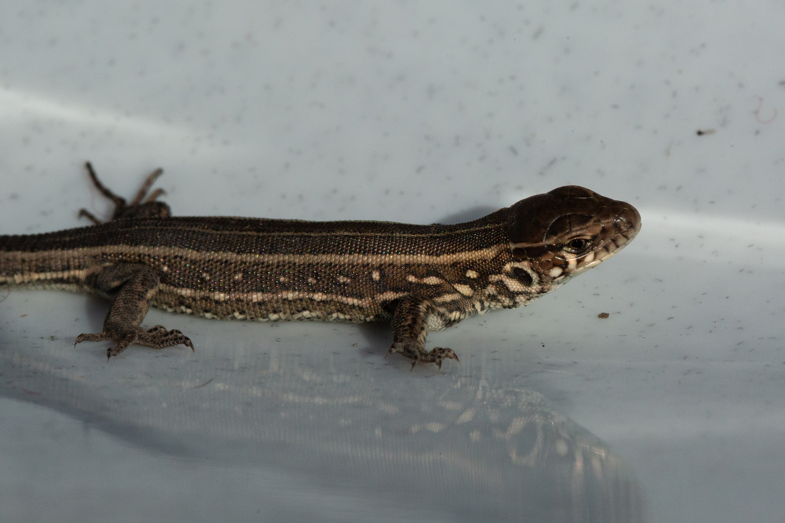 Фото Животных. Студия Максима Белослюдцева