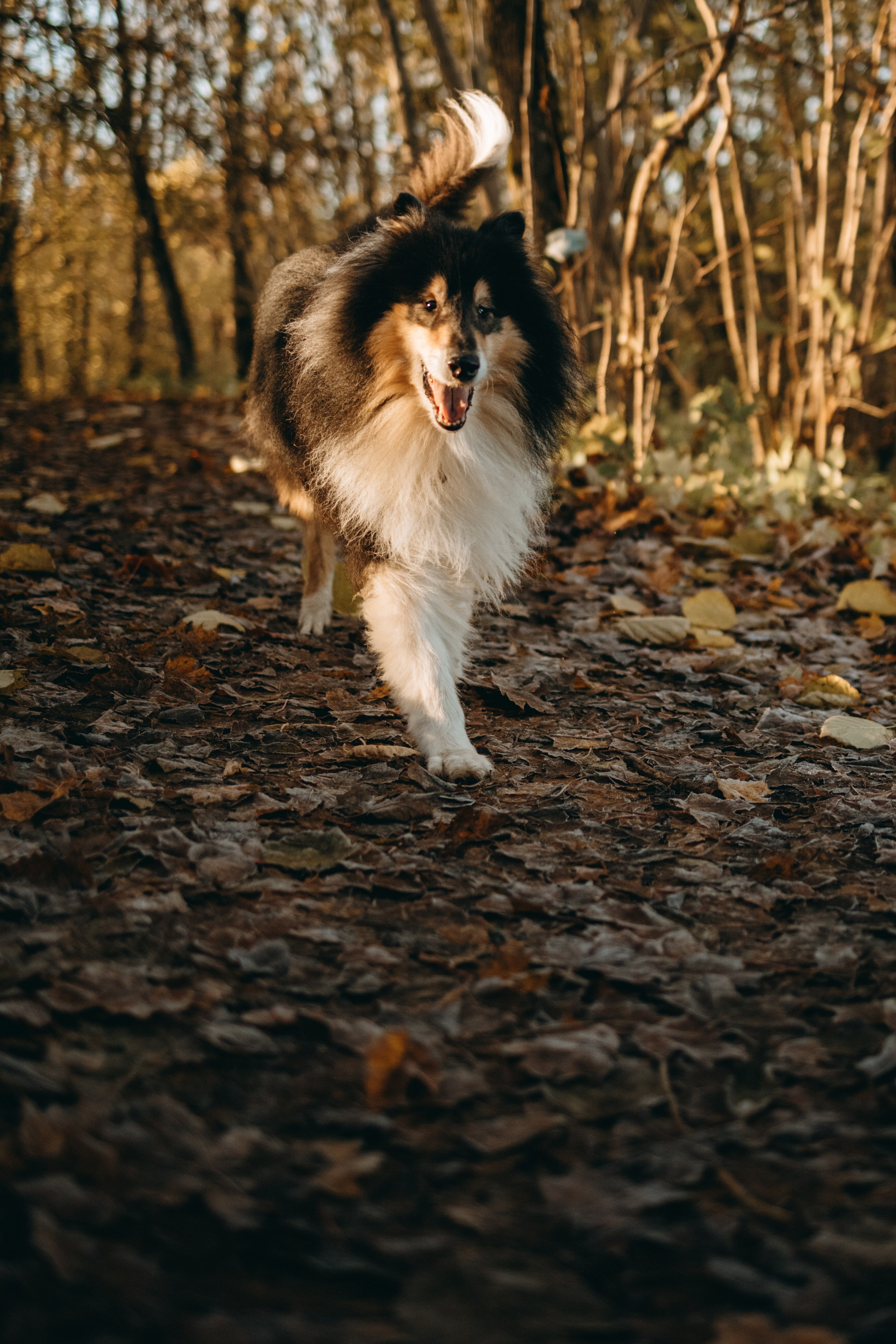 Ия и Барт. Фотограф — Анималист | Санкт-Петербург