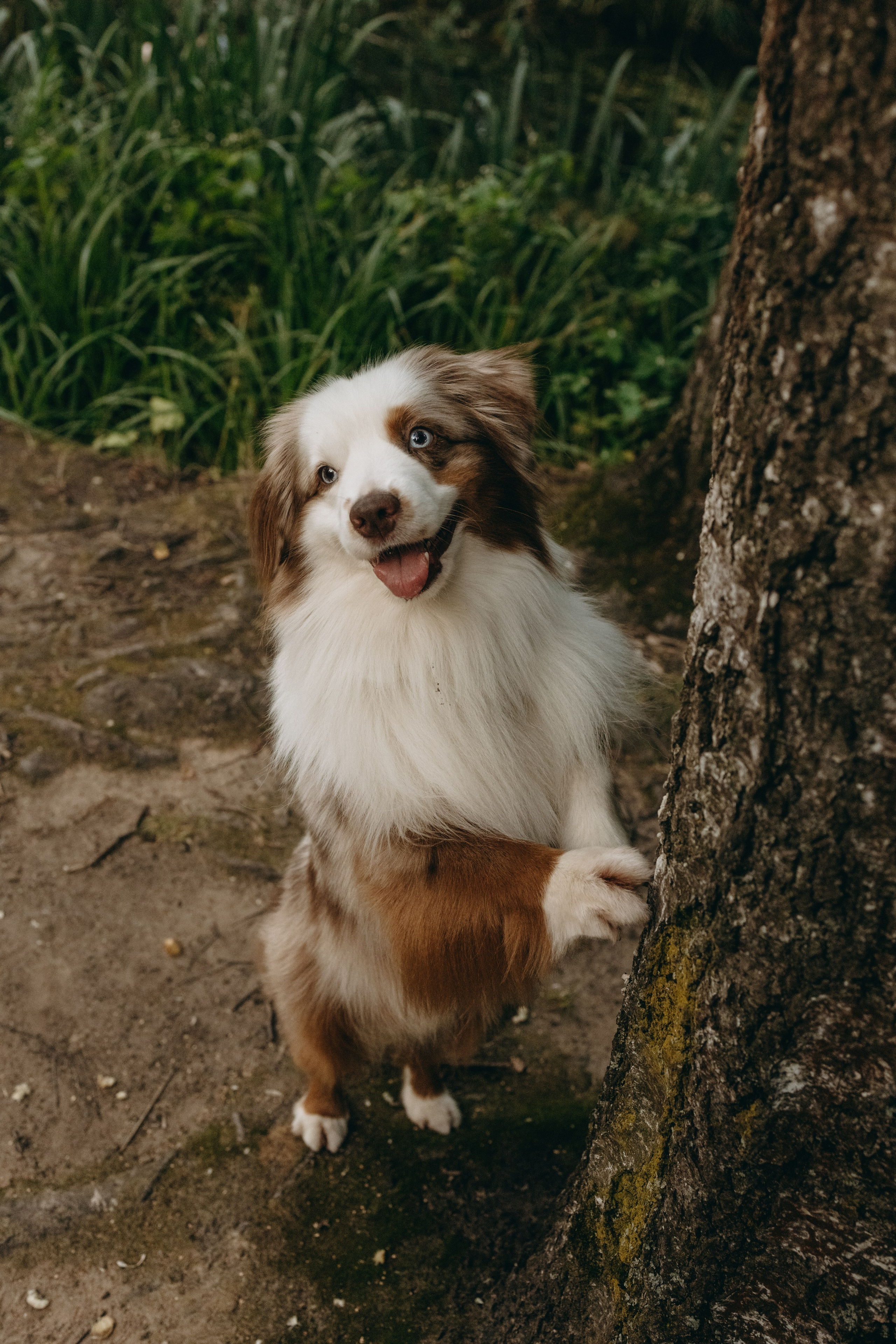Маша и Эклер. Фотограф — Анималист | Санкт-Петербург