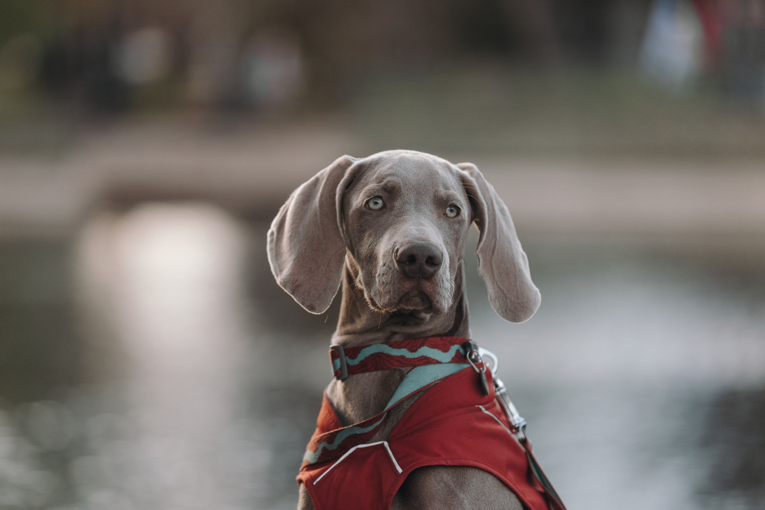 Оля, Саша и Бастиан. Фотограф анималист Кристина Карпова, Москва