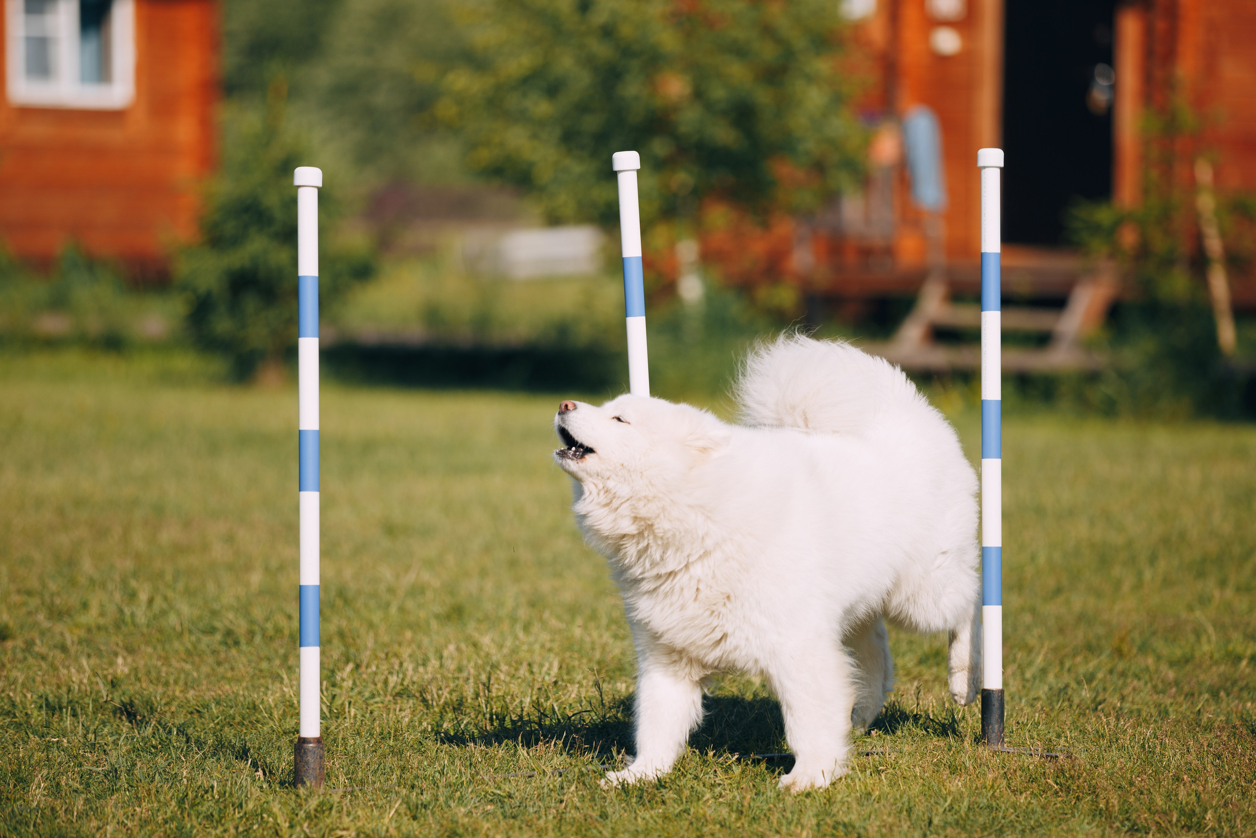 Кинологический лагерь в Горыныче. Фотограф анималист Кристина Карпова, Москва