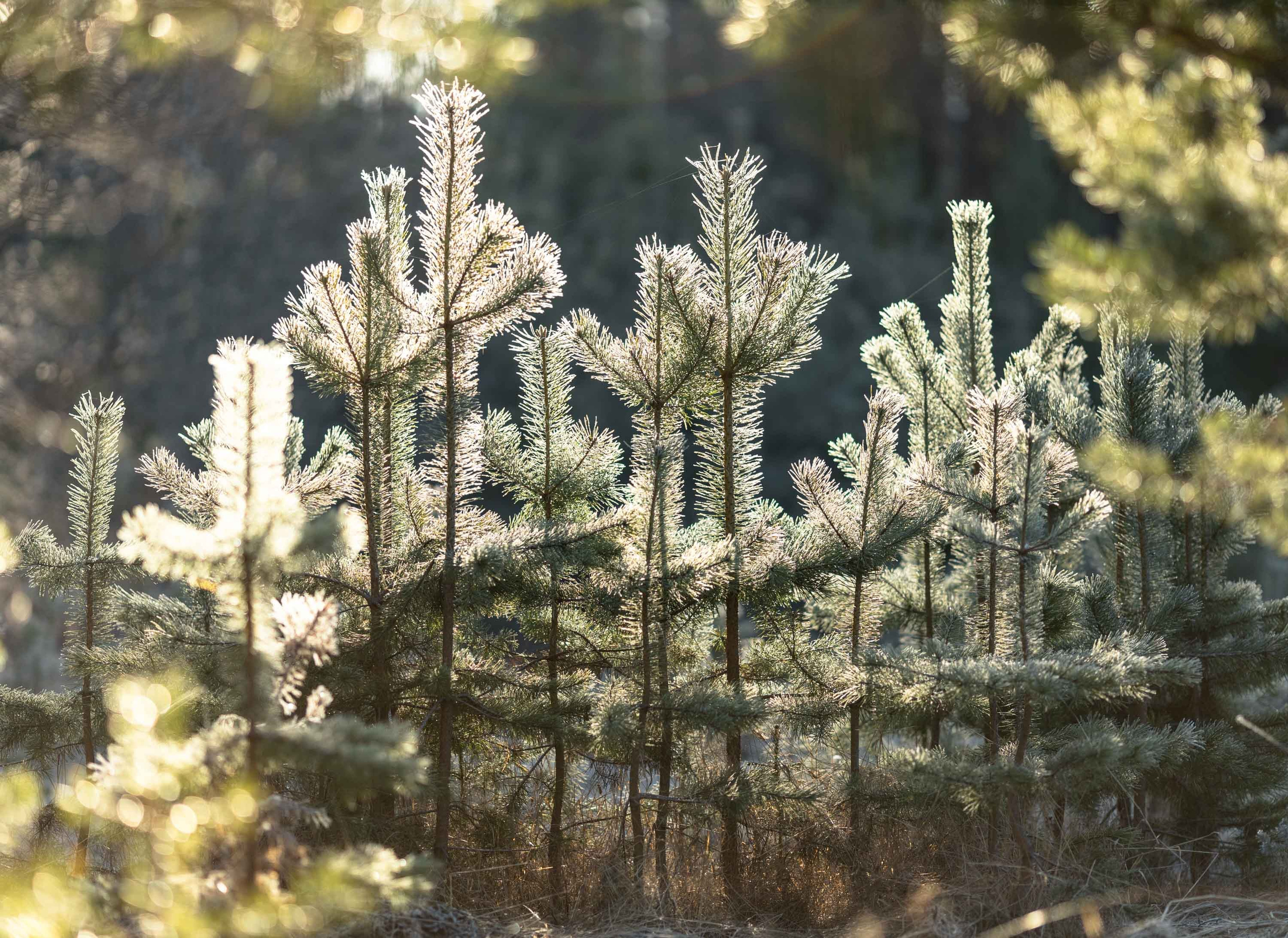 Природные пейзажи. Наталия Клевинскас портретный фотограф в Костроме