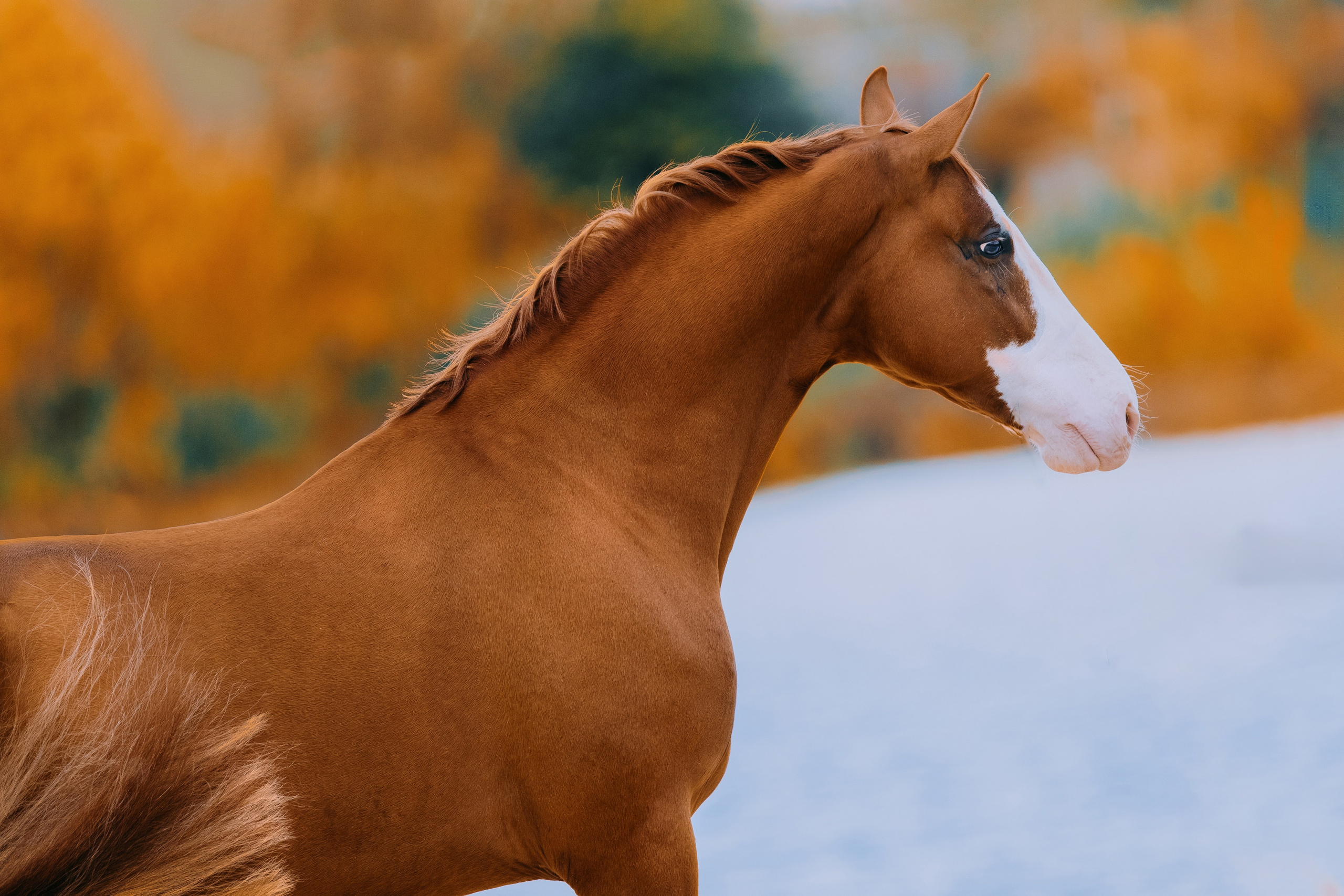 На природе. Фотограф-анималист Ксендзова Кристина