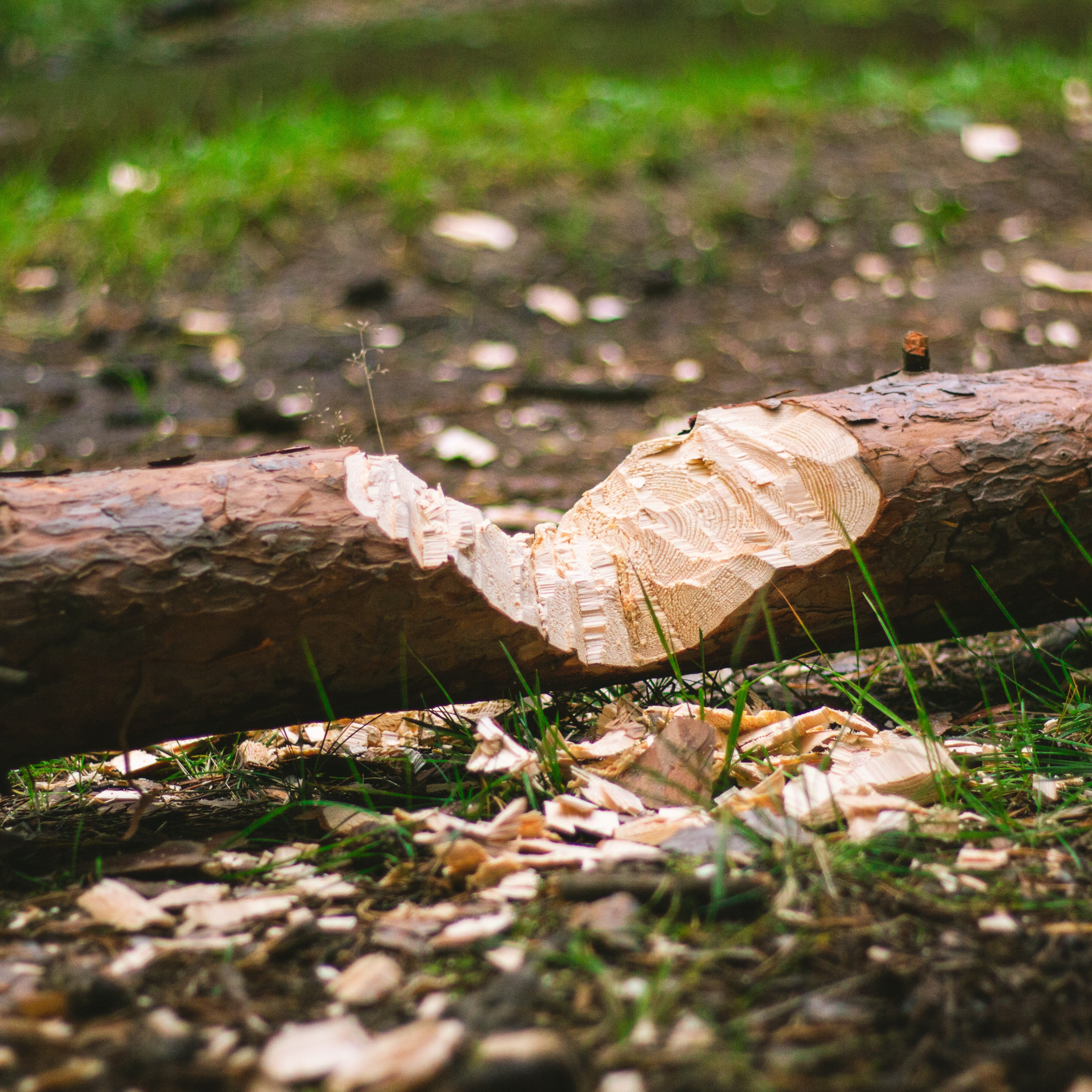 Александр и лес. Фотограф из Первоуральска Роман Заиченко