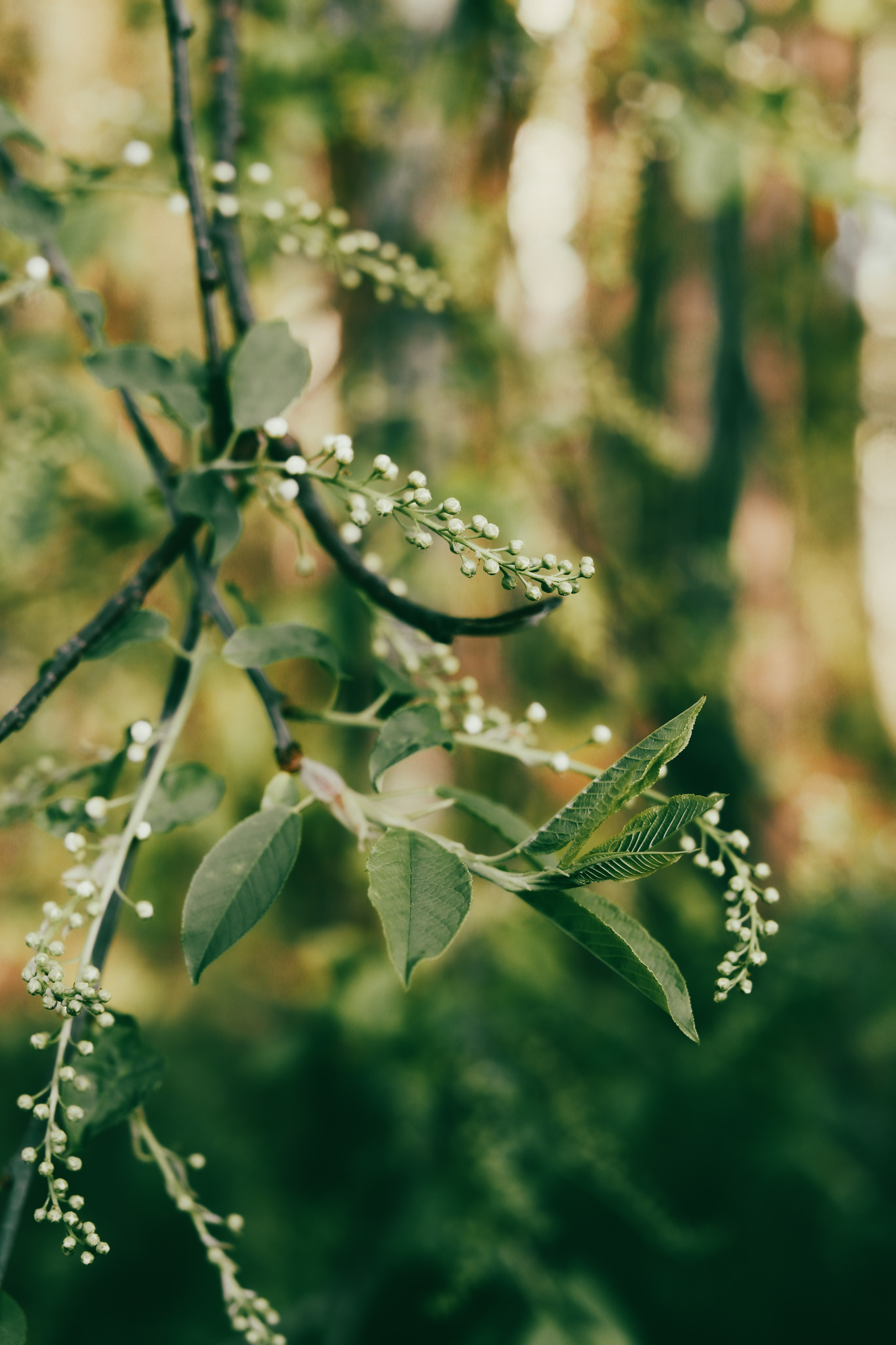 Природа/Животные