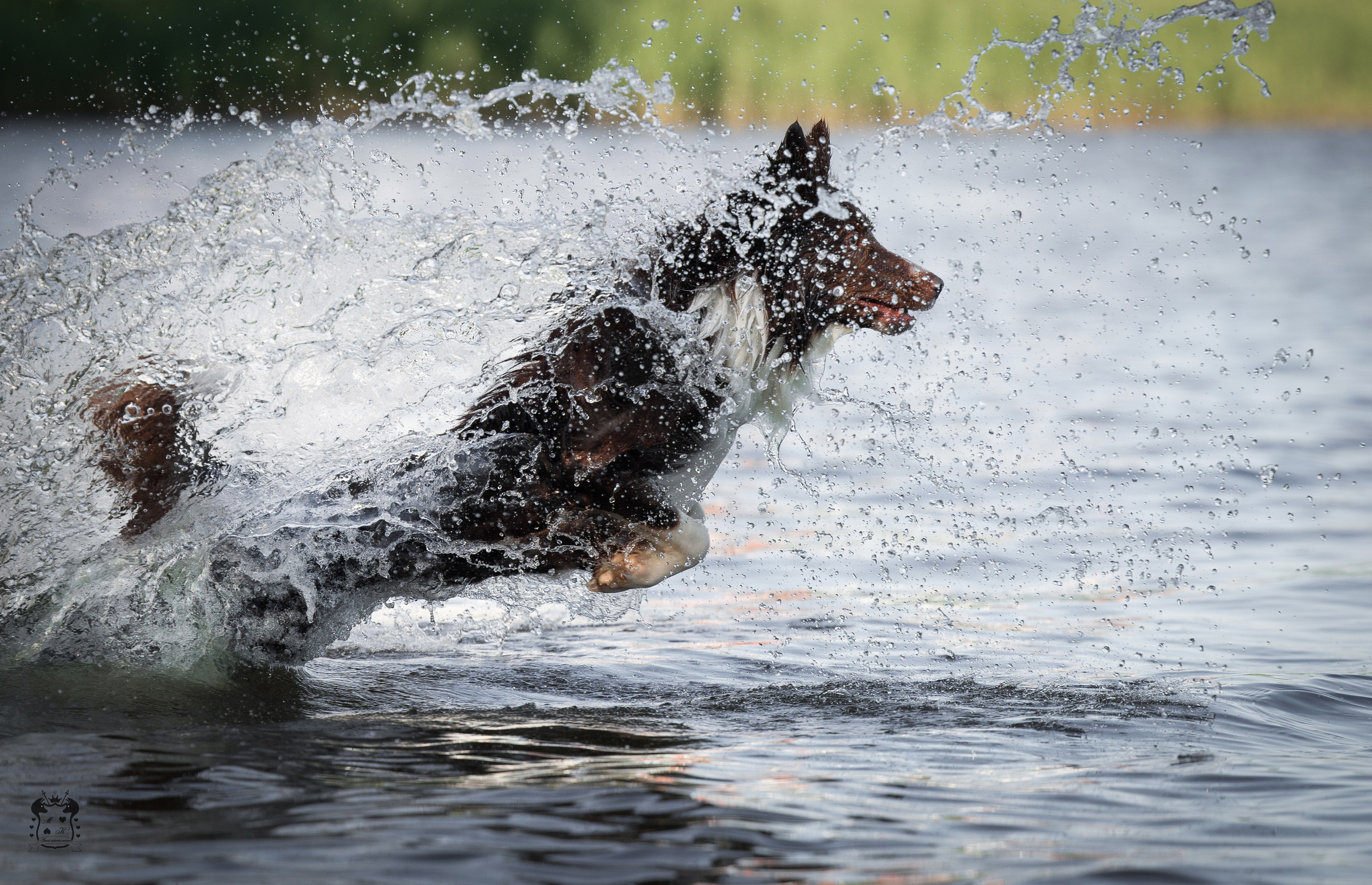 Портфолио. Фотограф-анималист в Екатеринбурге Марина Шишкина