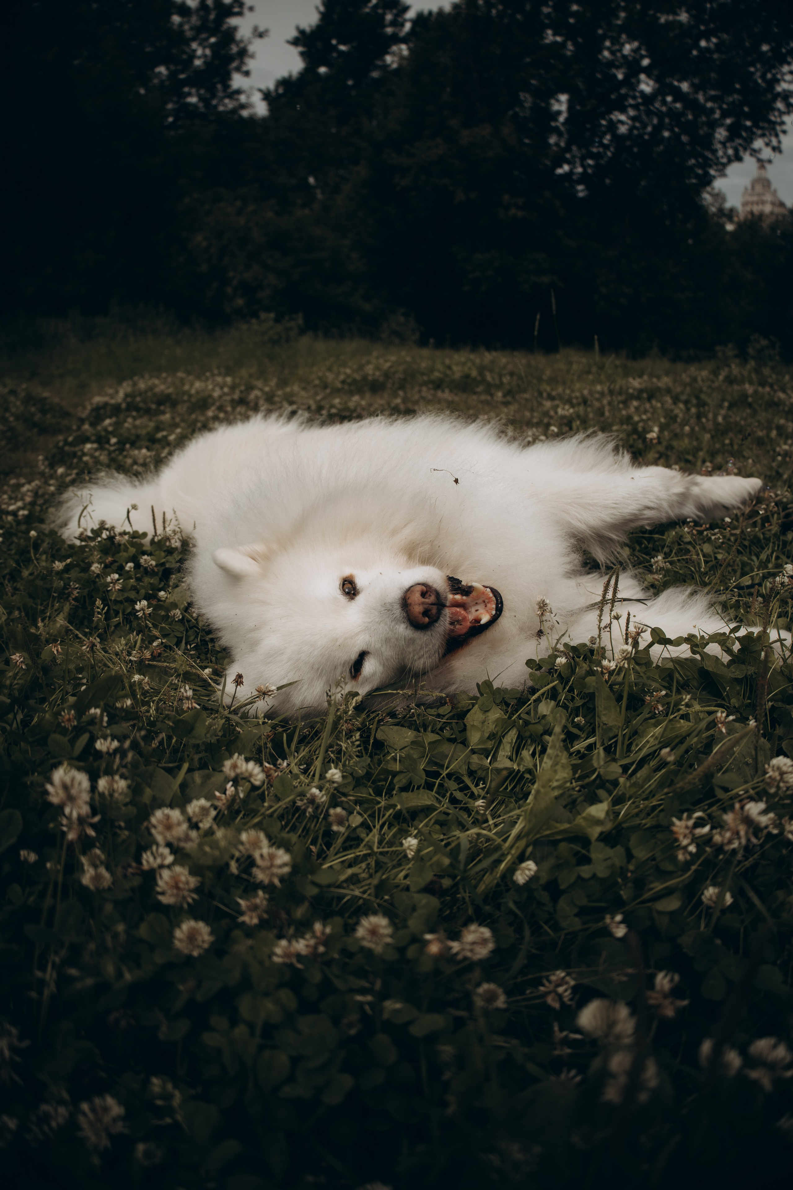 Фотосессия с ребенком и собакой в парке. Фотограф-анималист в Москве Екатерина Тихонова