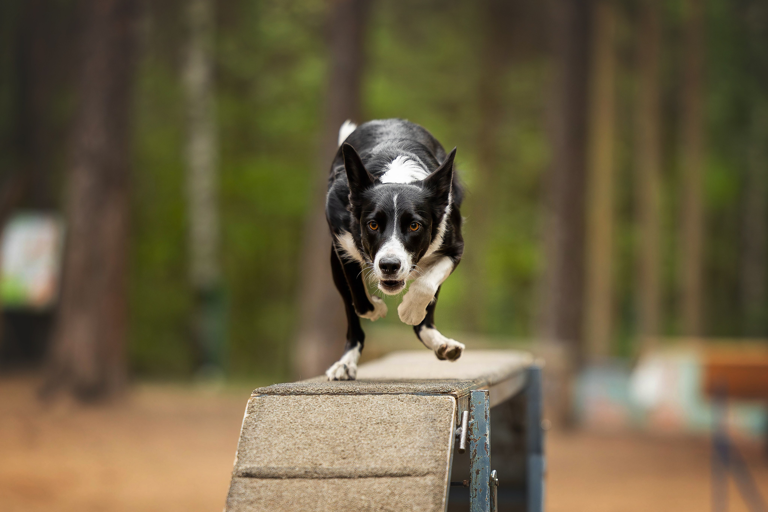 Тренировка аджилити. Фотограф Анималист в Перми Анастасия Остерман