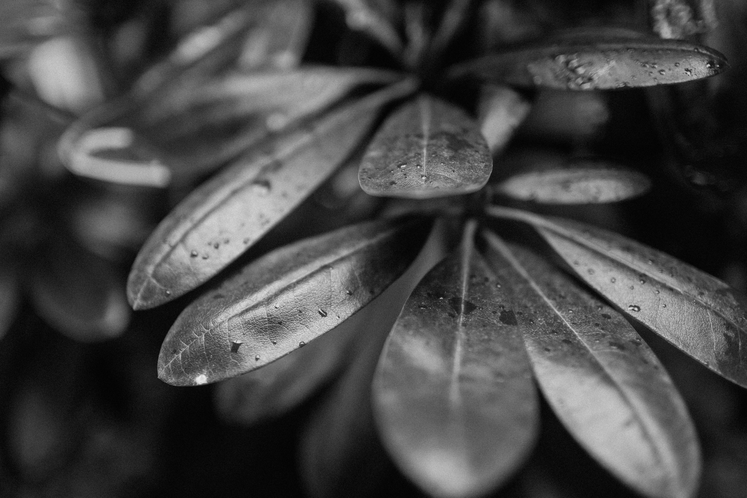 11 124. Портфолио свадебного фотографа. Роман Каргаполов