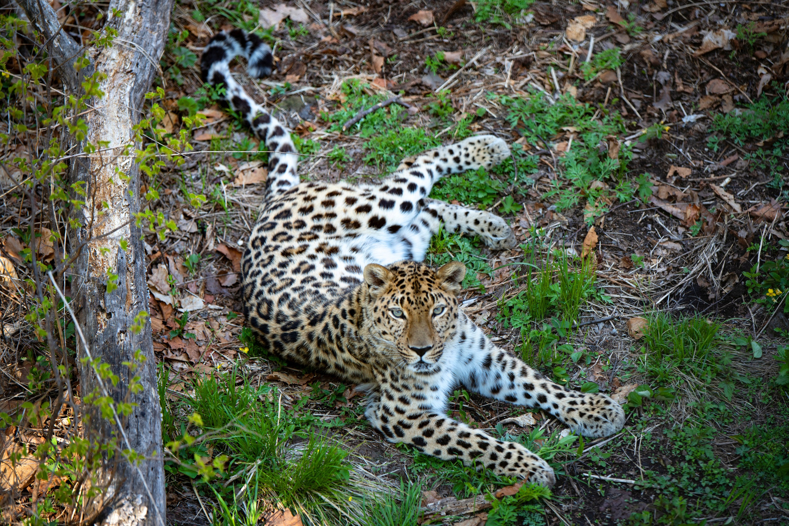Животные. Команда фотографов Кристины Ивановой