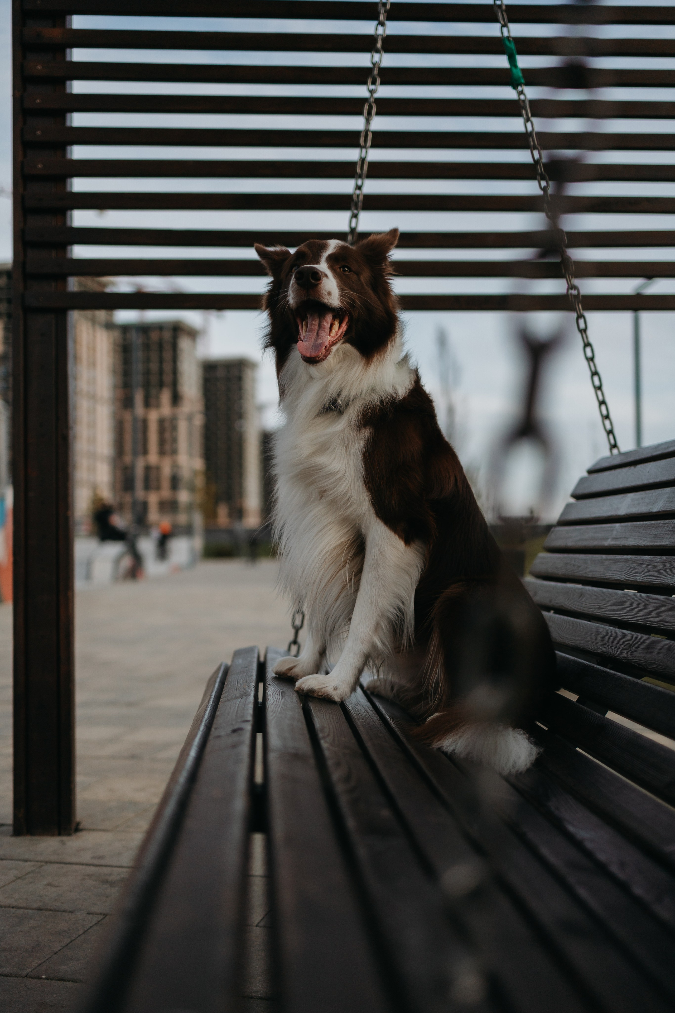 Маша и Тори. Фотограф — анималист Светлана Кысса|фотограф собак в Краснодаре и Нижнем Новгороде