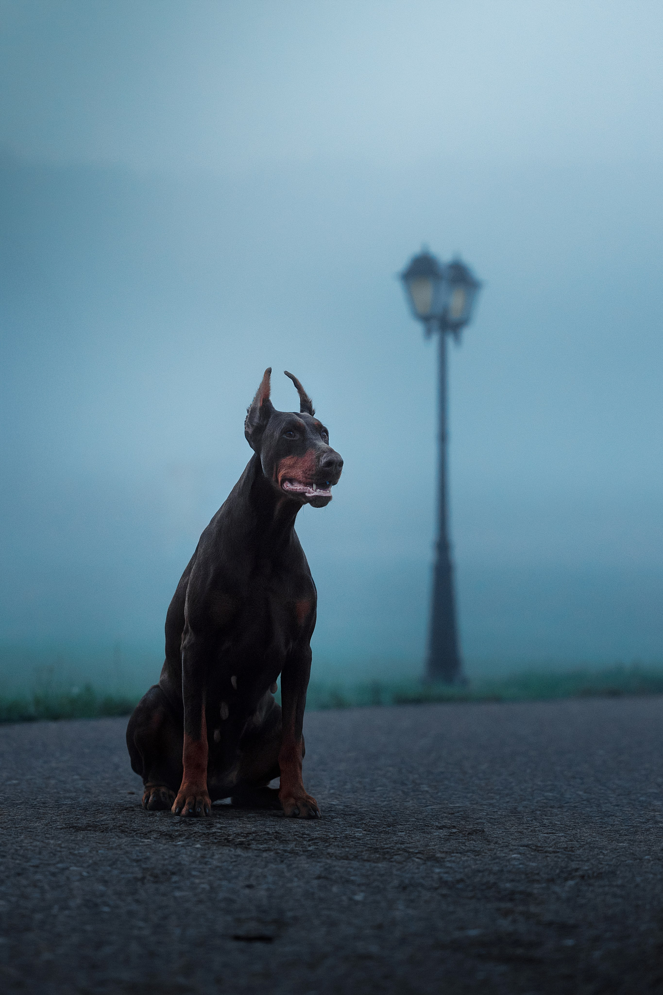 Портфолио: Фотосъёмка собак в Москве и области — авторские образы. Фотограф-анималист и бренд-фотограф в Москве | Фотография собак, людей, бизнес-портрет