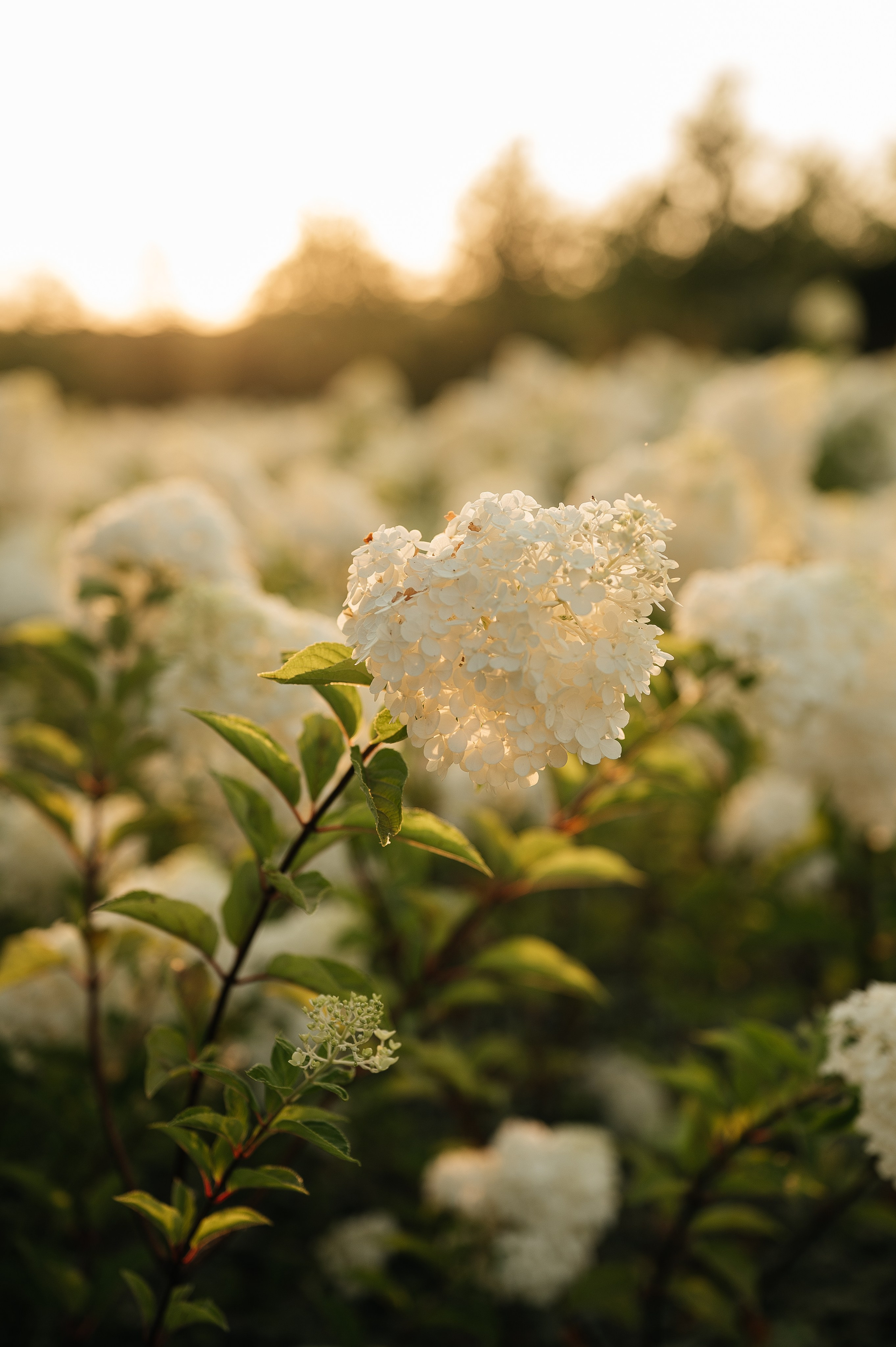 Арина (невеста). Свадебный и семейный фотограф в Краснодаре Алина Мельник