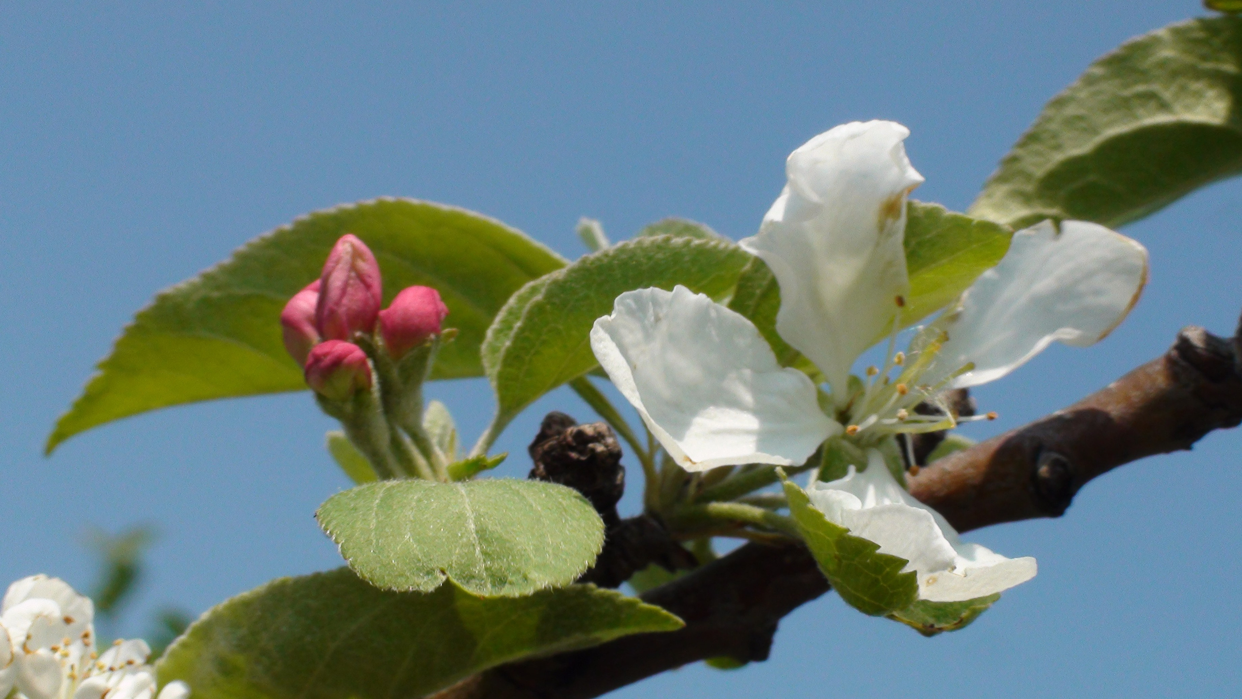 Дача 07.06.2009. Семейный, Свадебный фотограф СПБ Питер— Романова Екатерина