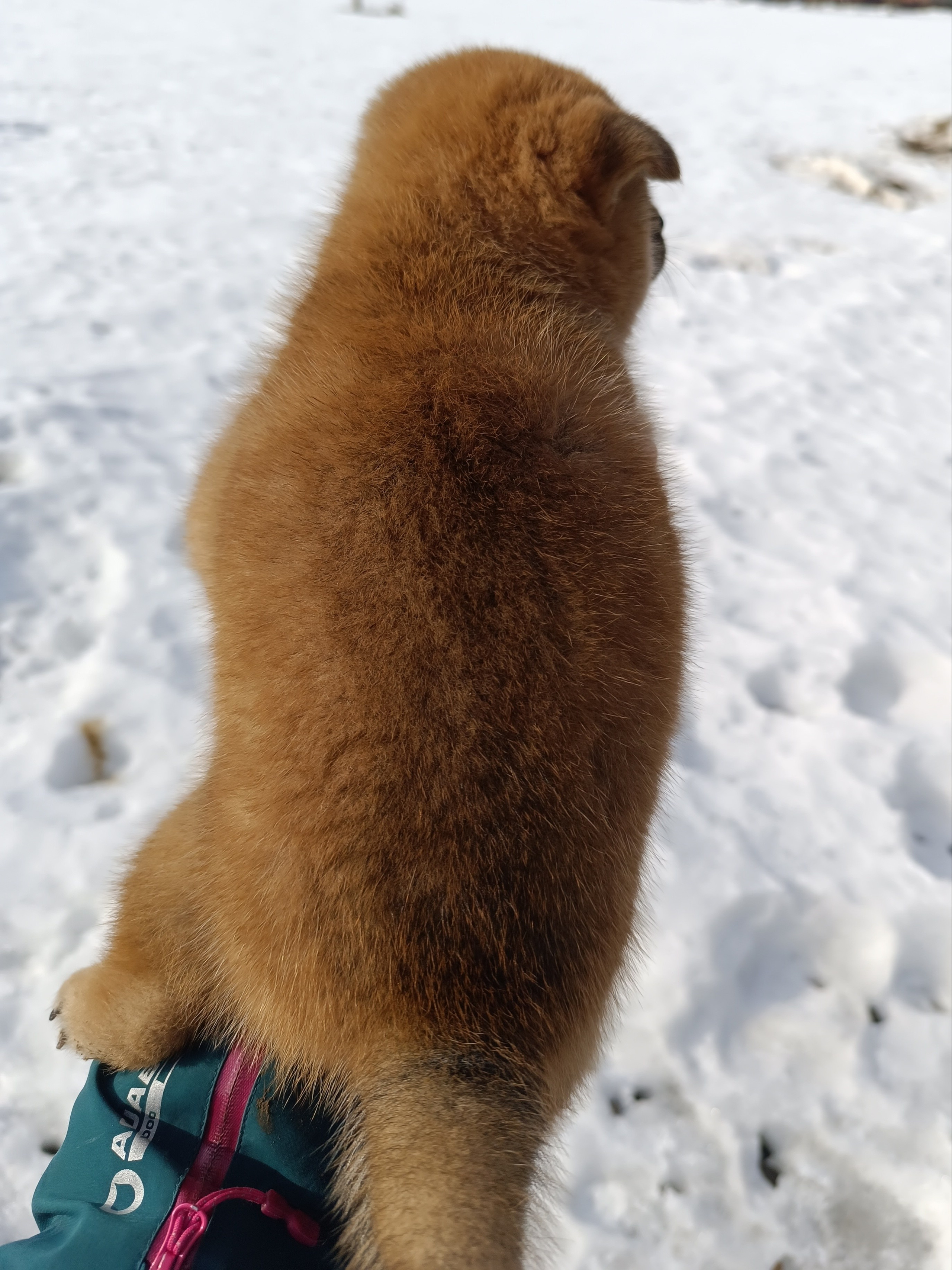 Сиба Rubylight Everest питомник Рубилайт 