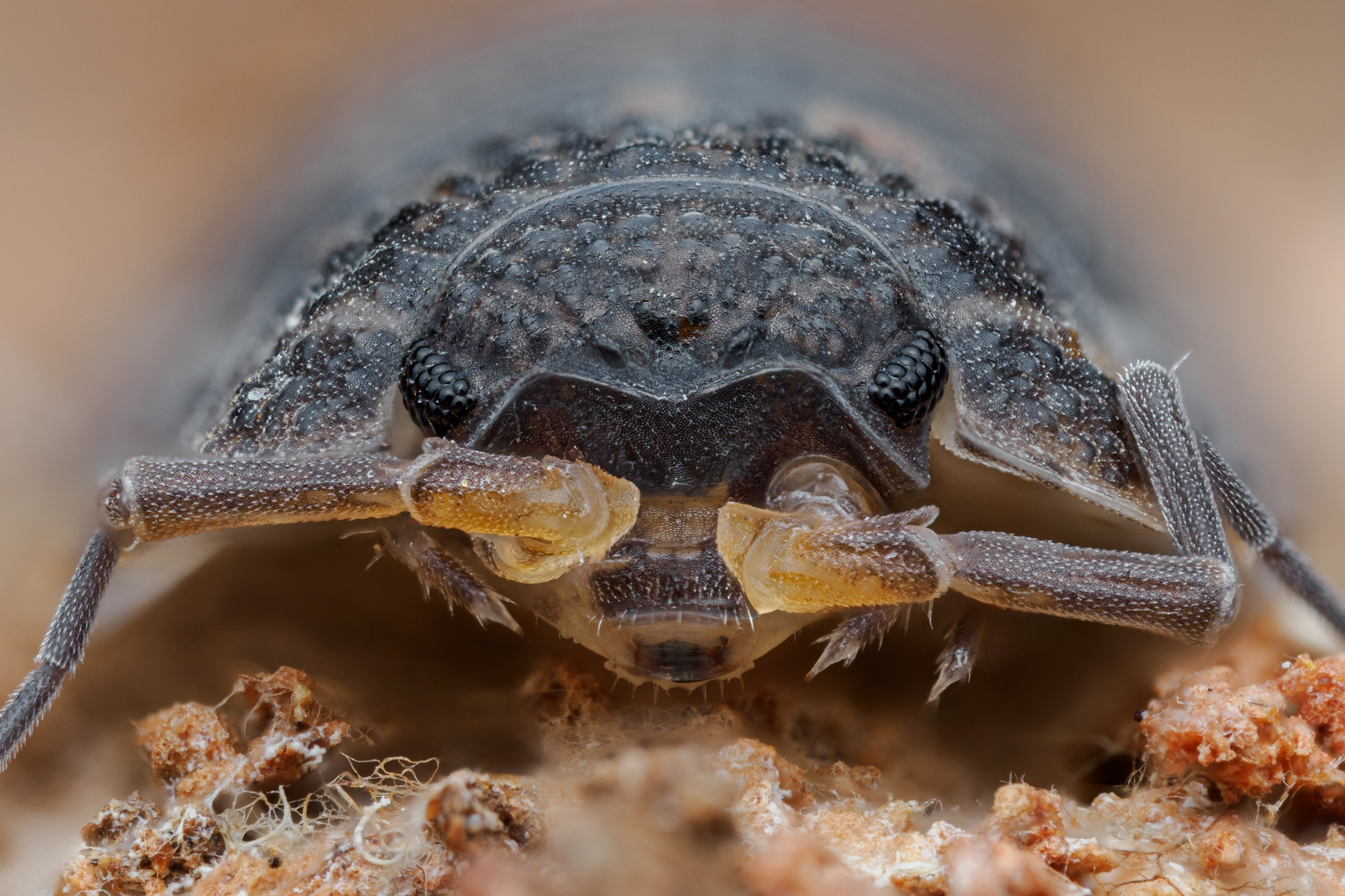 Портрет обычной мокрицы на гнилом дереве