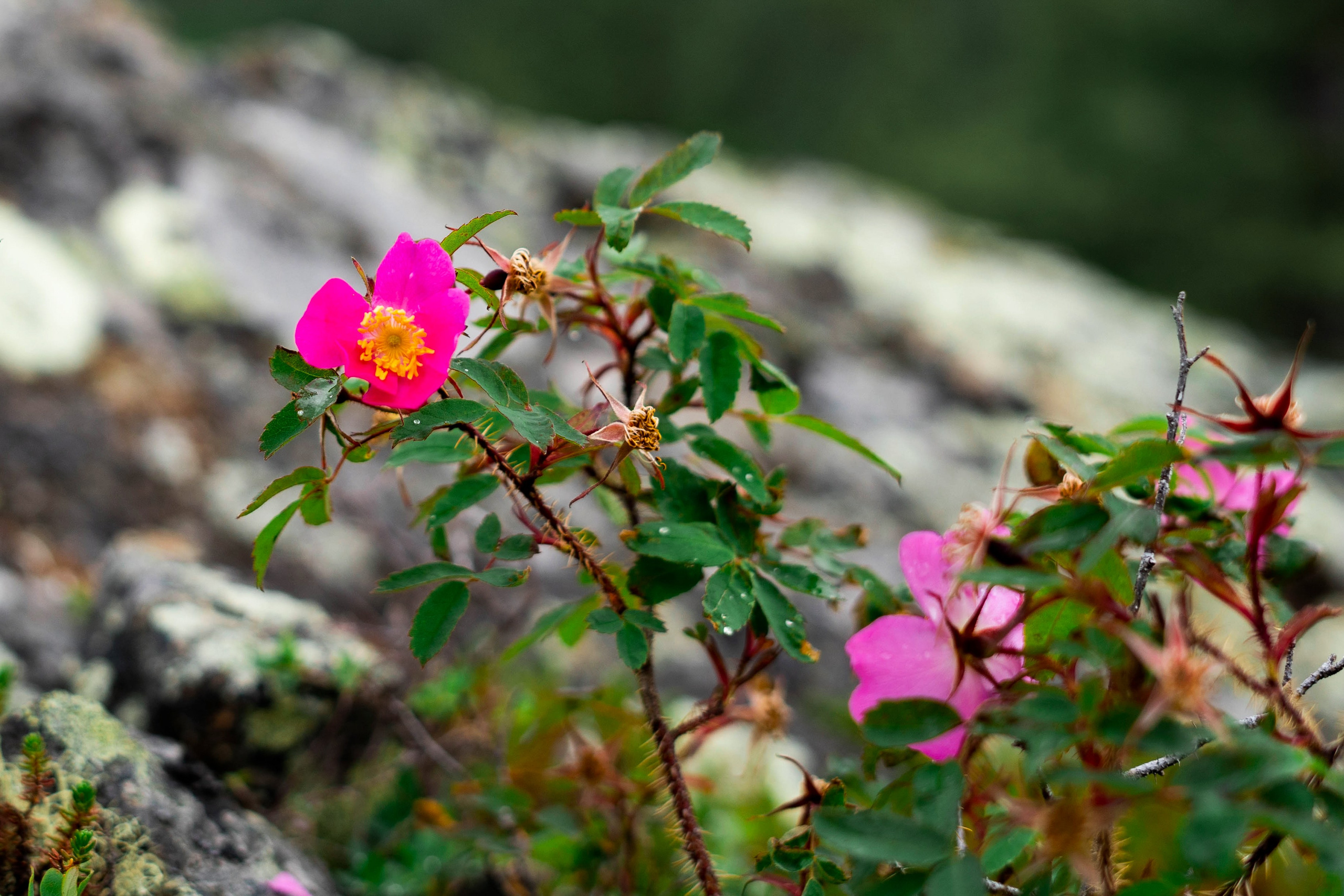 Лето в тундре. Фотограф Екатерина Зорина