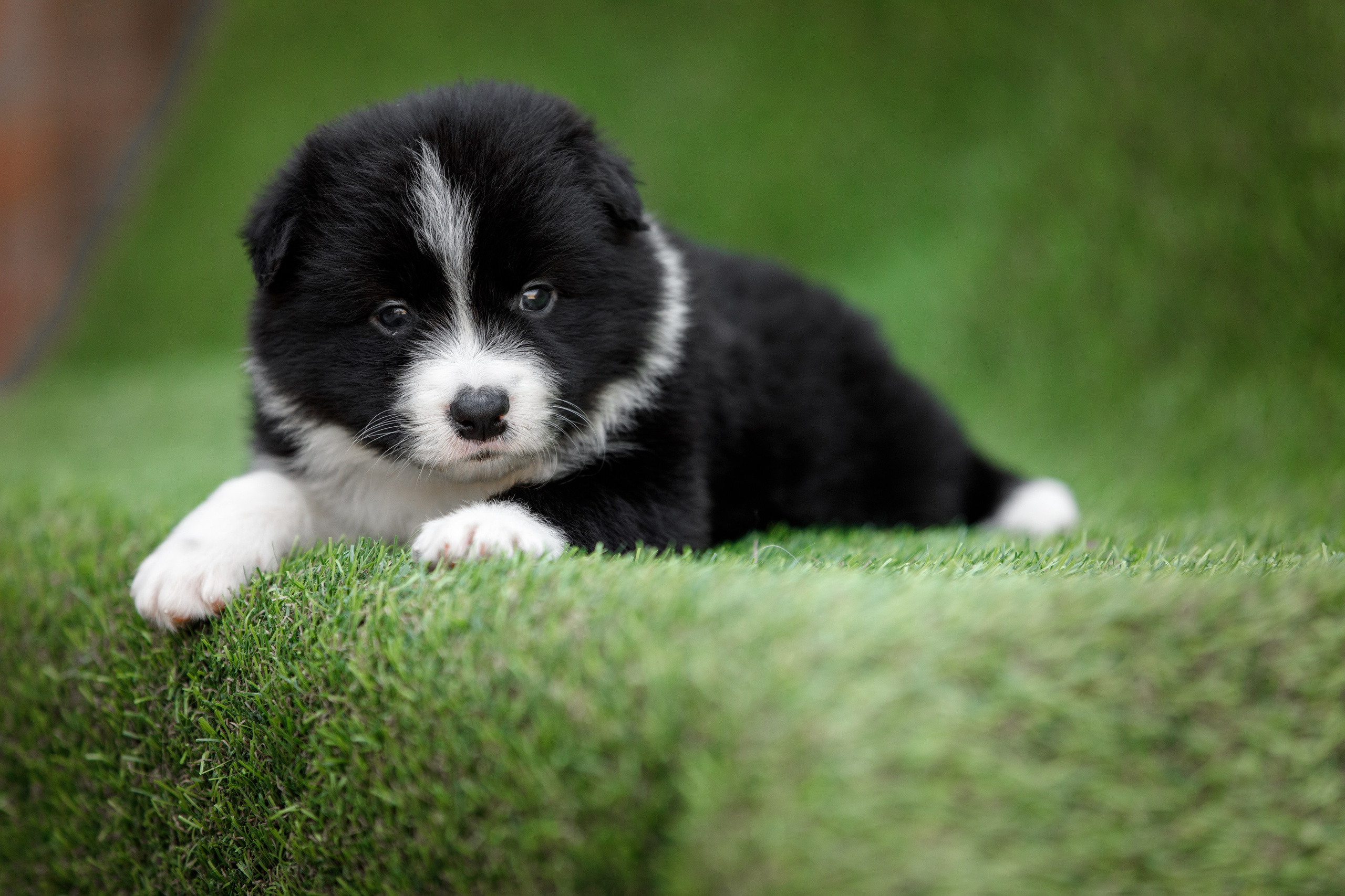 Смешарики. О нас