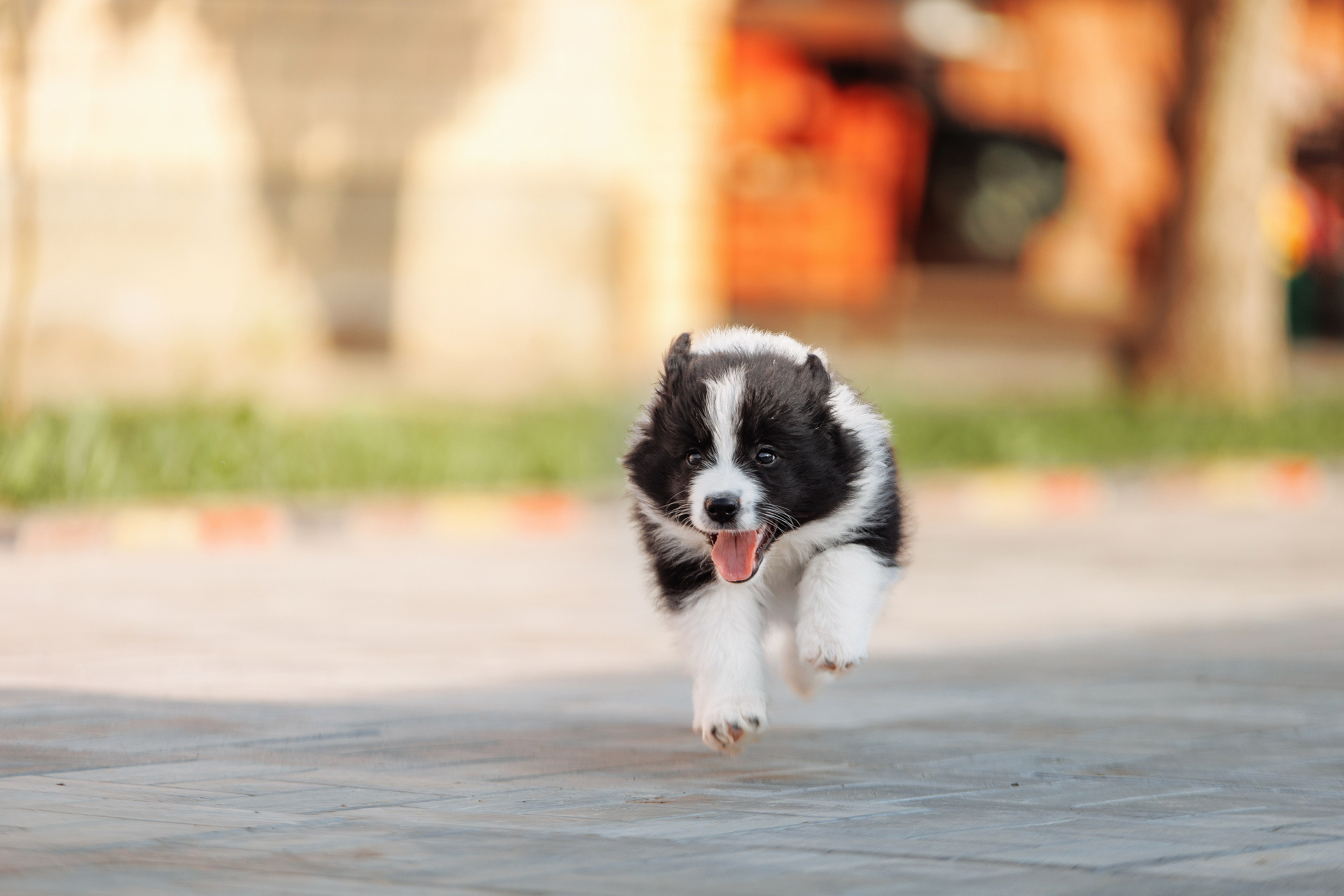 Пушистое. О нас