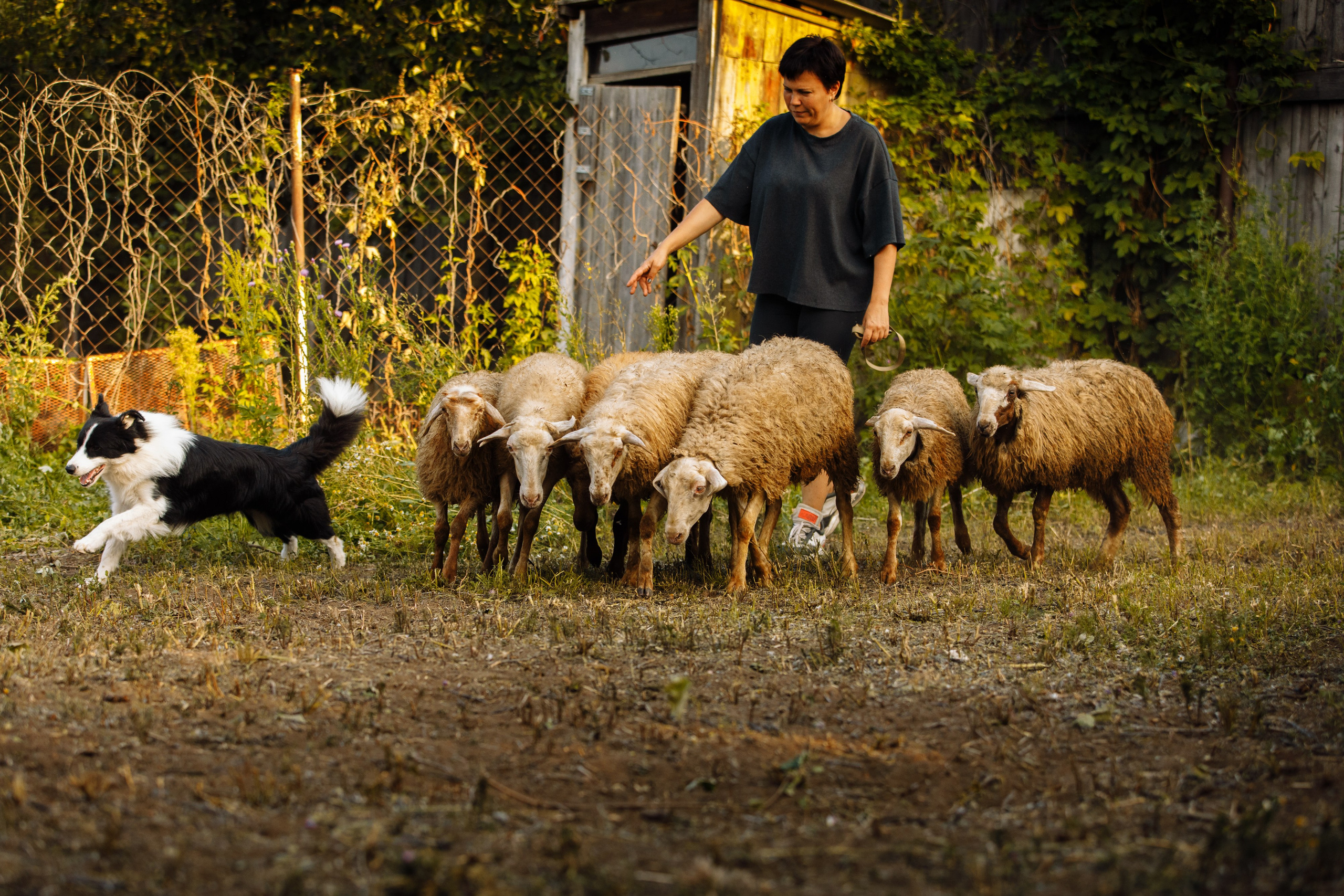 Овечий день. О нас