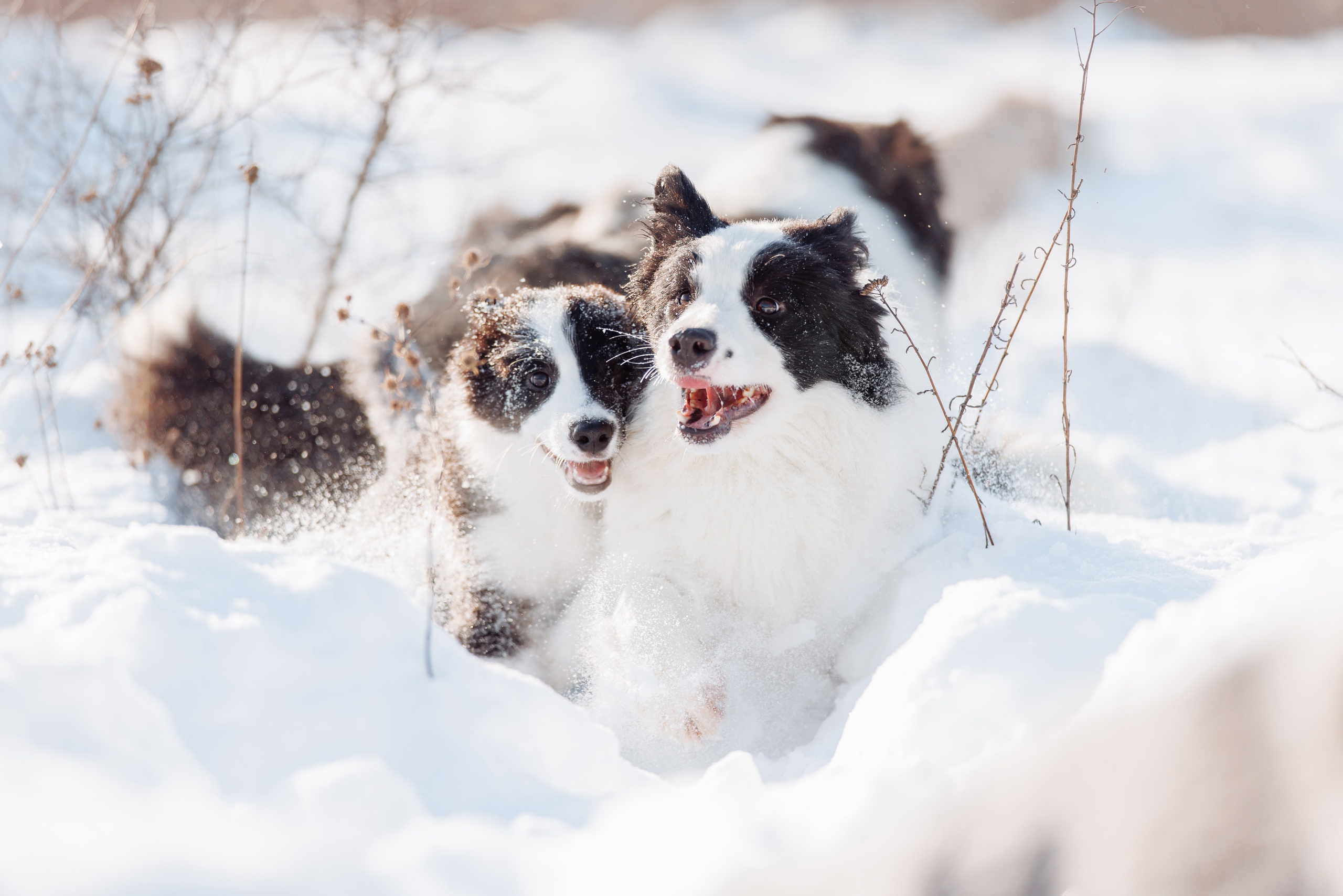 Яркий январь. О нас