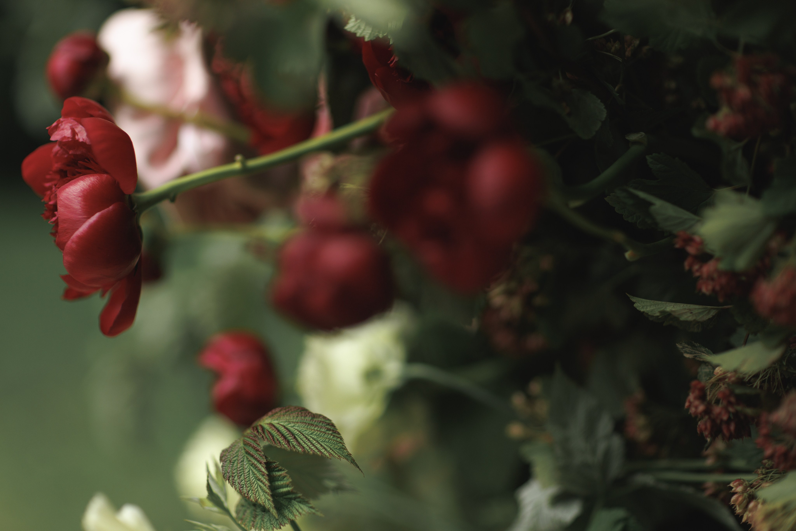 Дмитрий и Диана