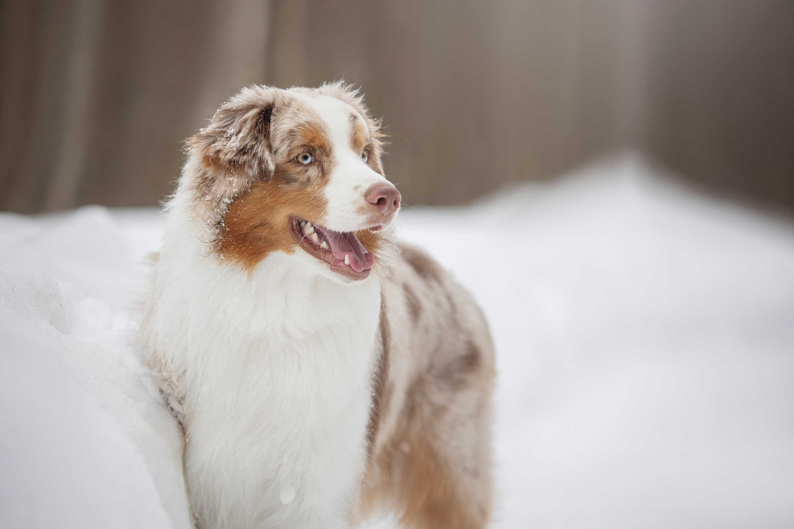 Дария, Макс, Сезам и Чили. Фотограф анималист в Москве Майорова Евгения