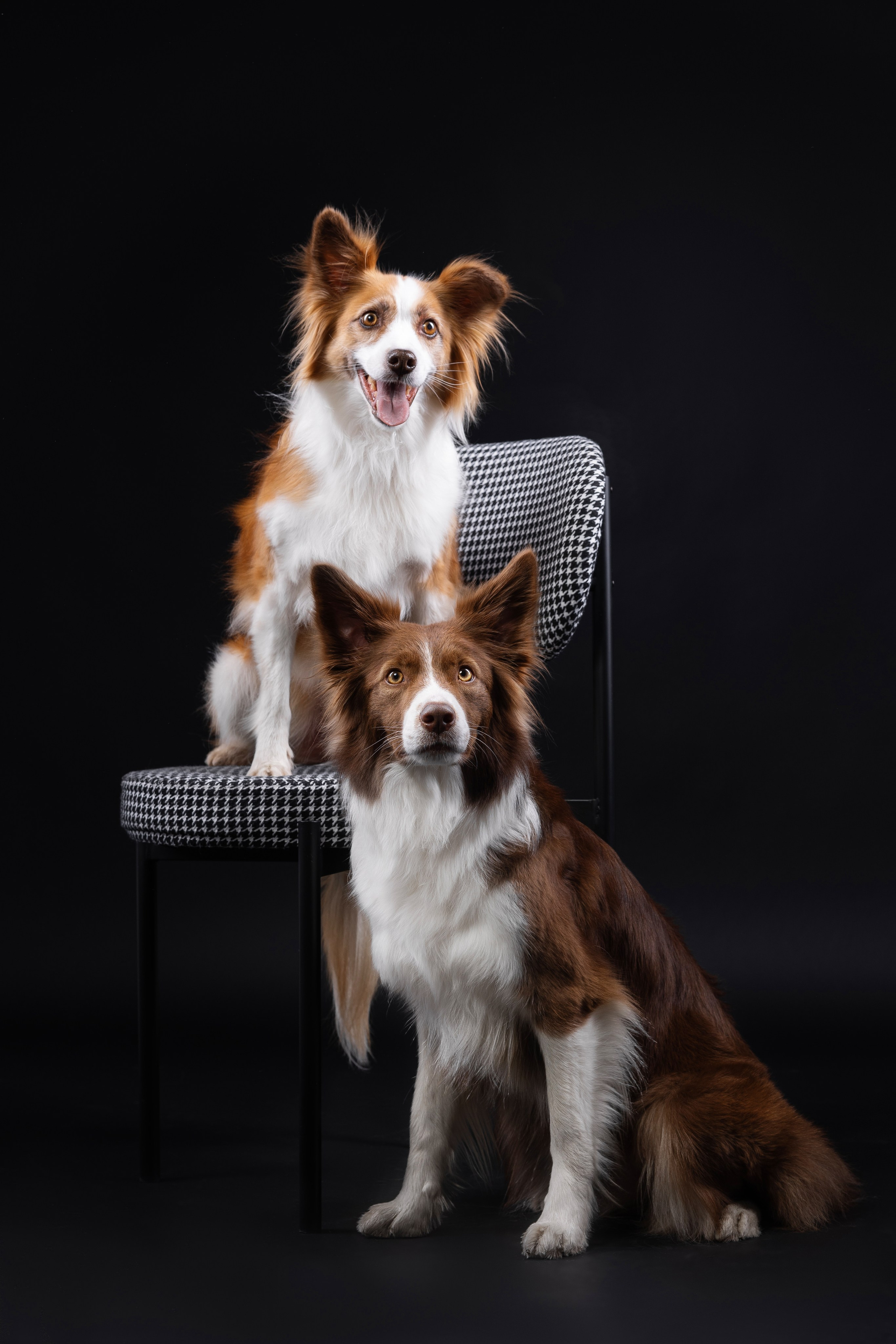 Беатрисс и бордер Вивьен в студии. Фотограф анималист в Москве Майорова Евгения