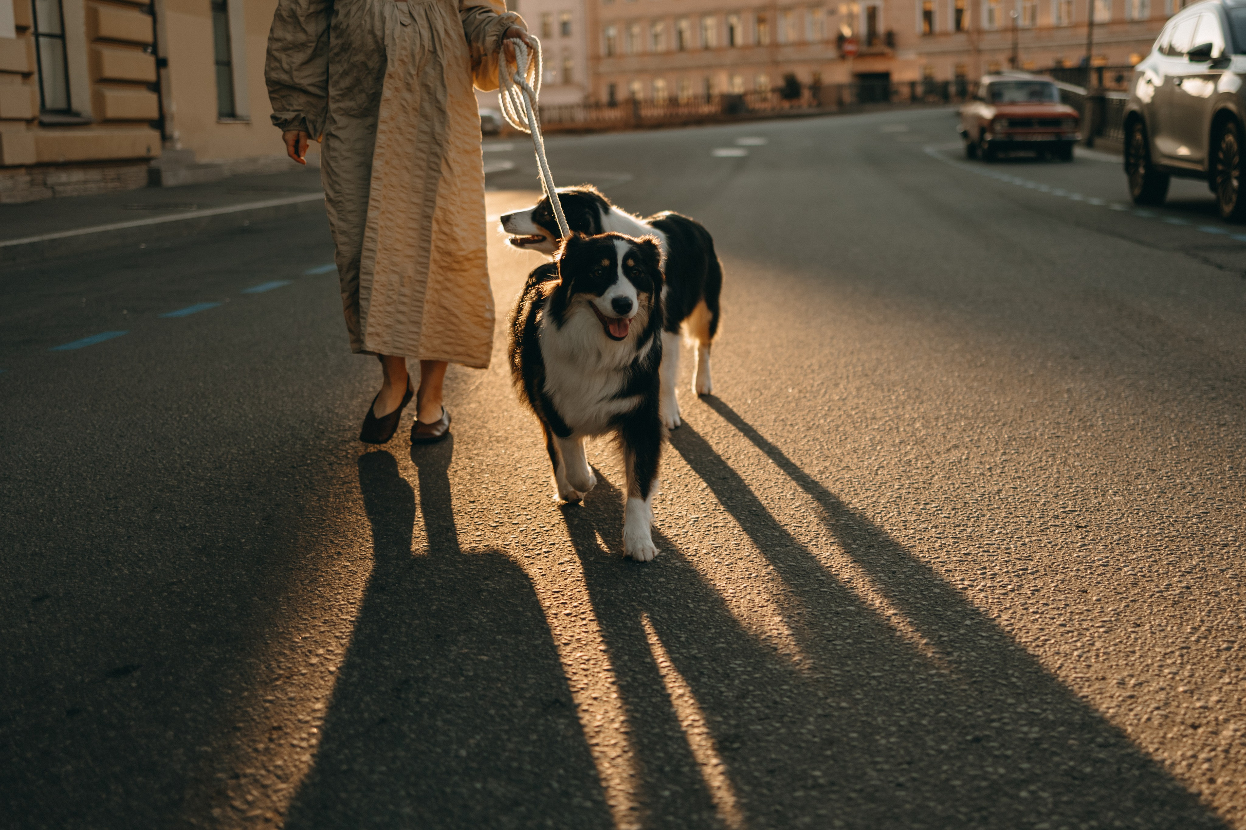 Катя и ее девочки. Фотограф — Анималист | Санкт-Петербург