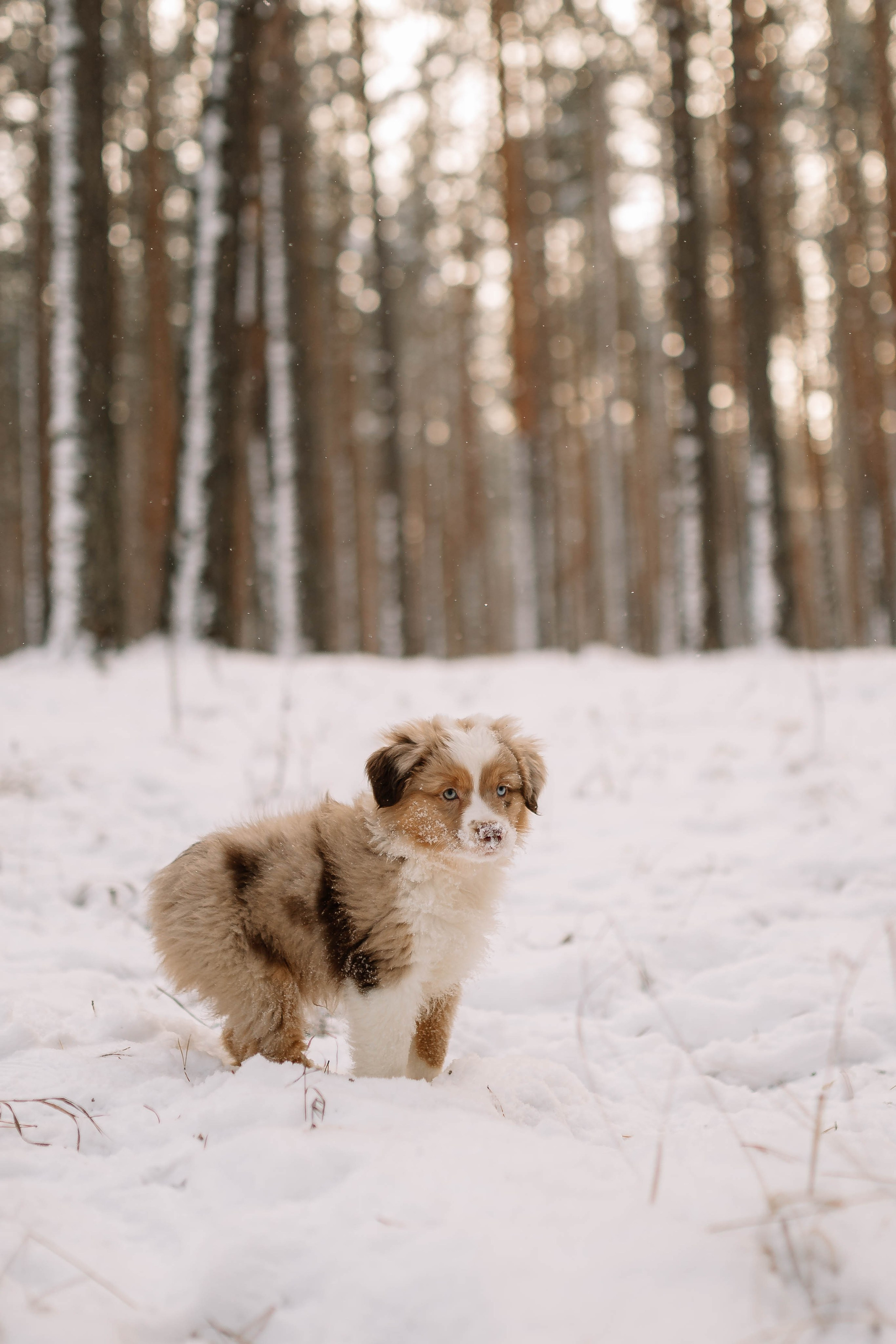 Щенки Миниатюрной американской овчарки. Прогулка в лесу. Фотограф Александра Кузнецова
