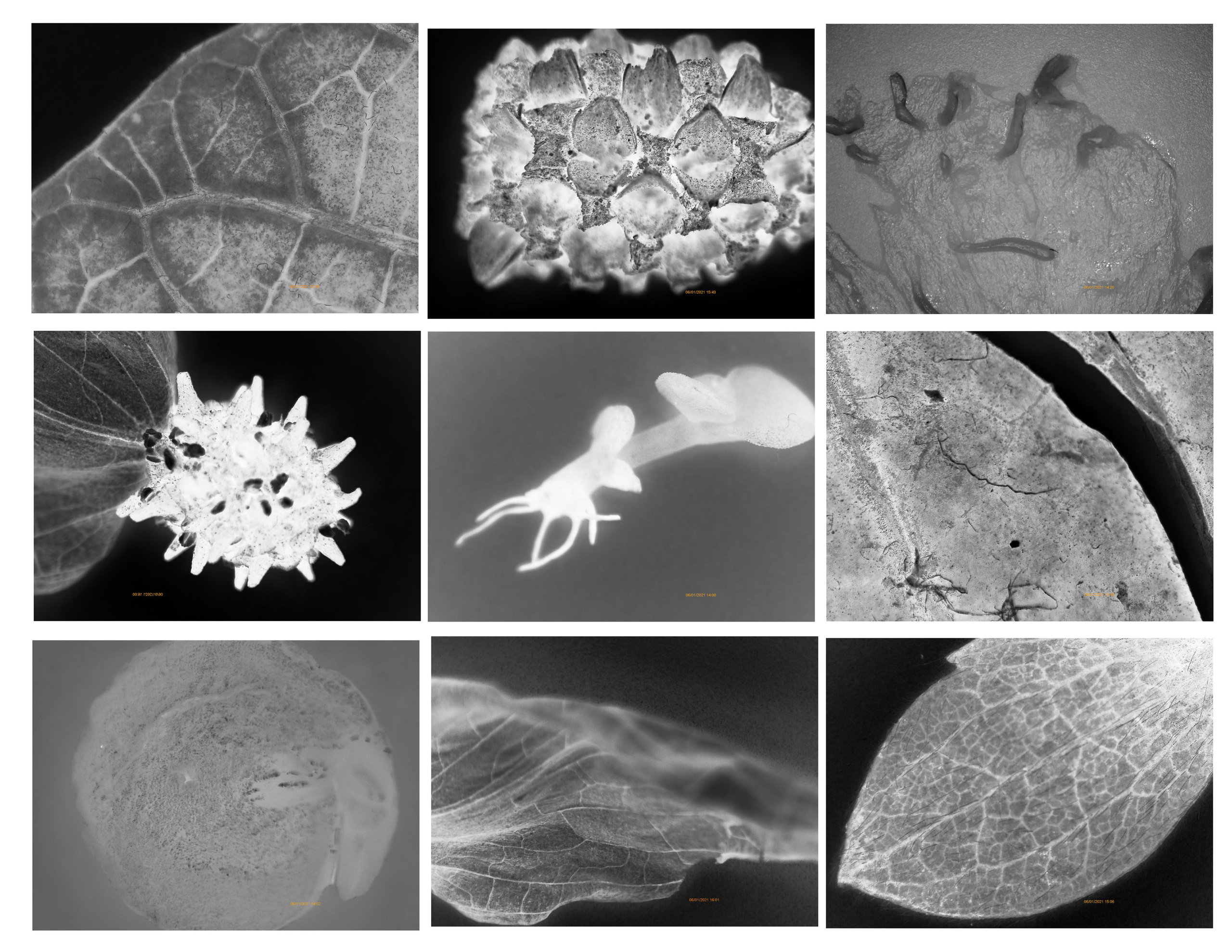 Елена Батова