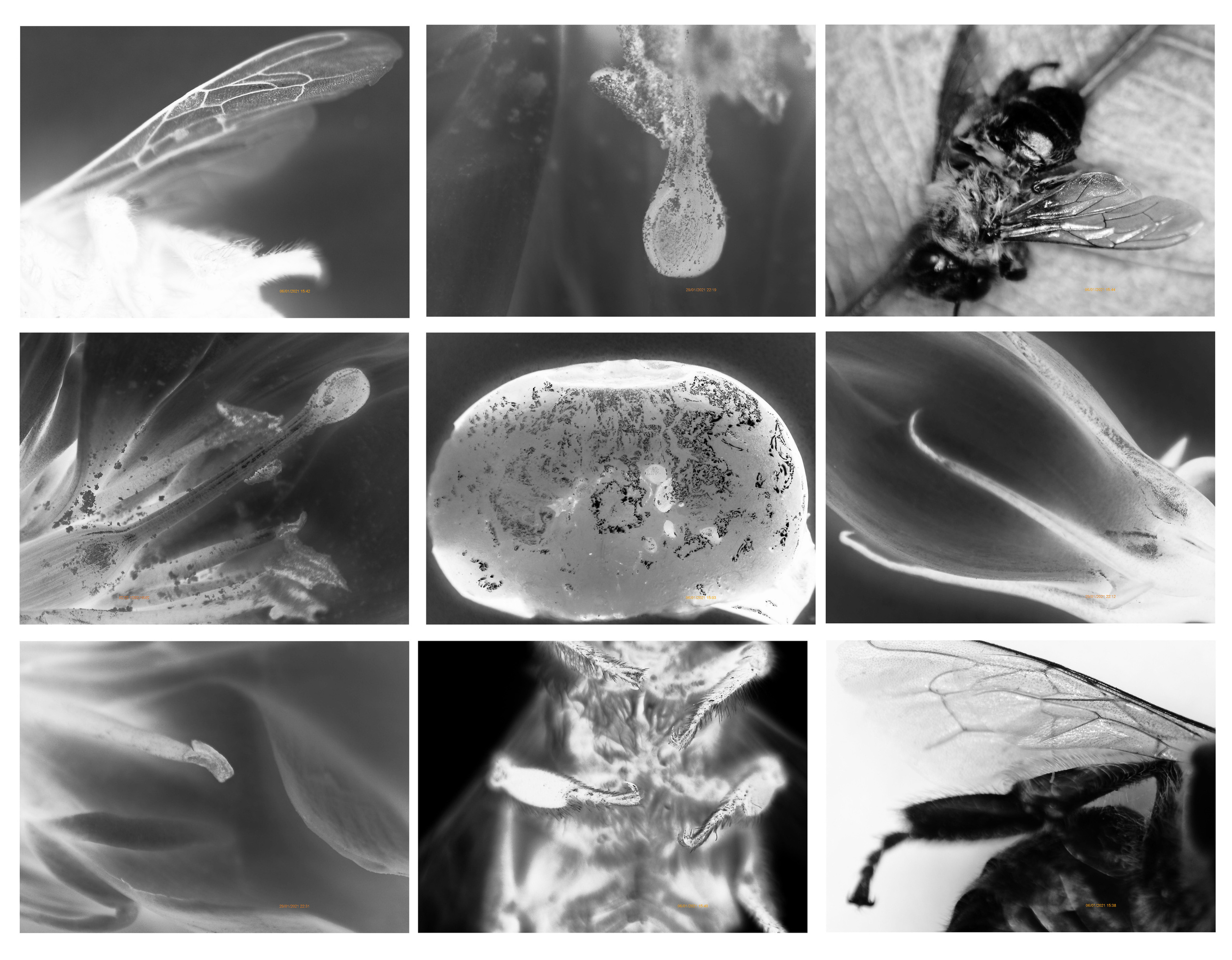 Елена Батова