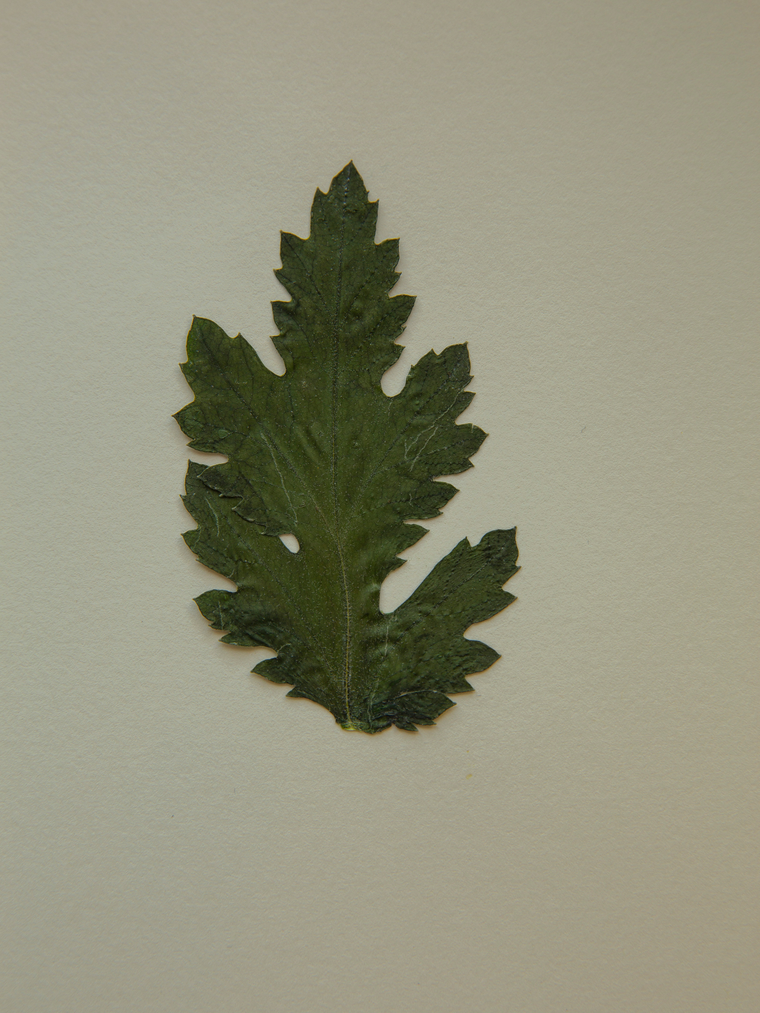 Елена Батова