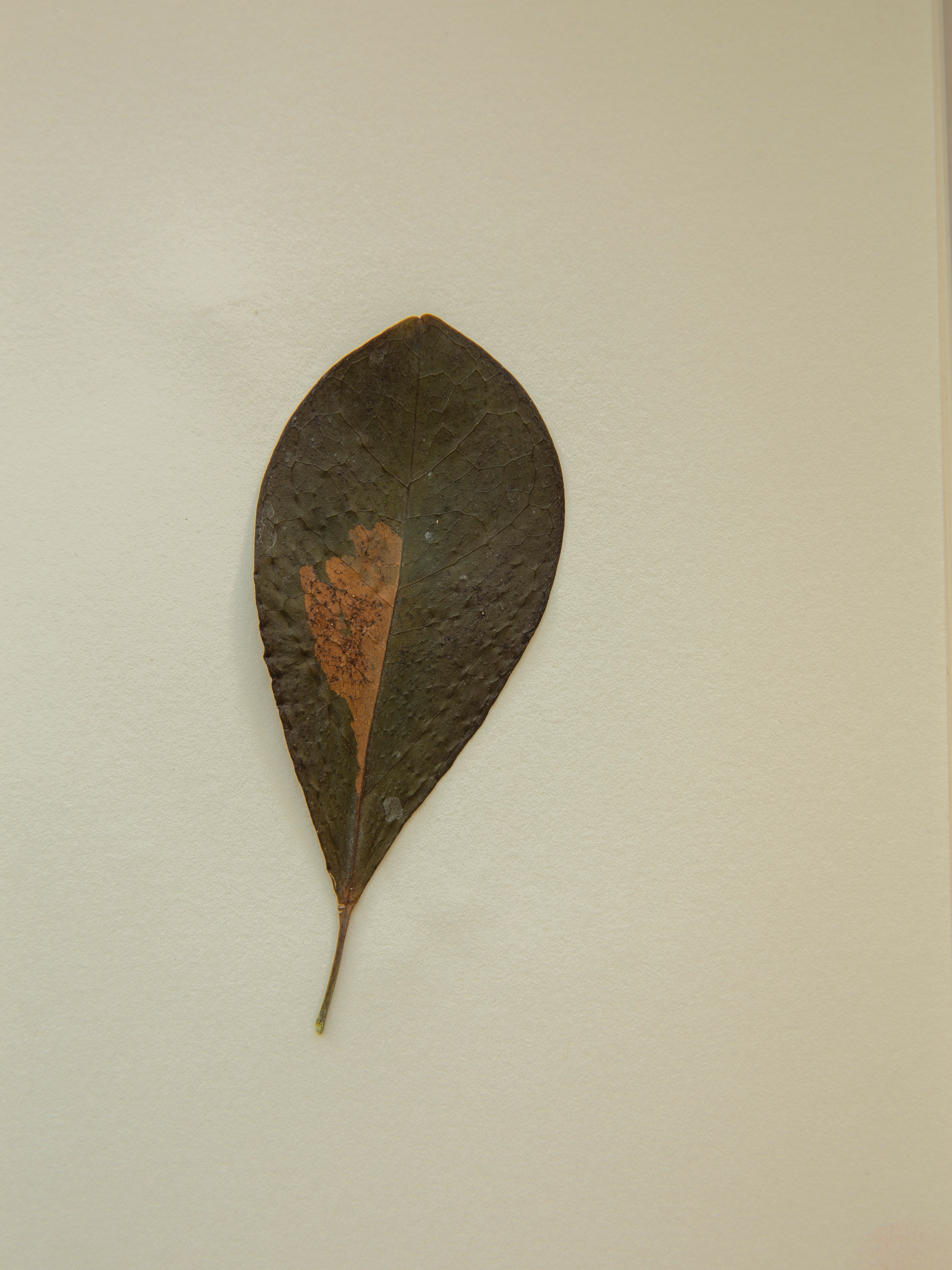 Елена Батова