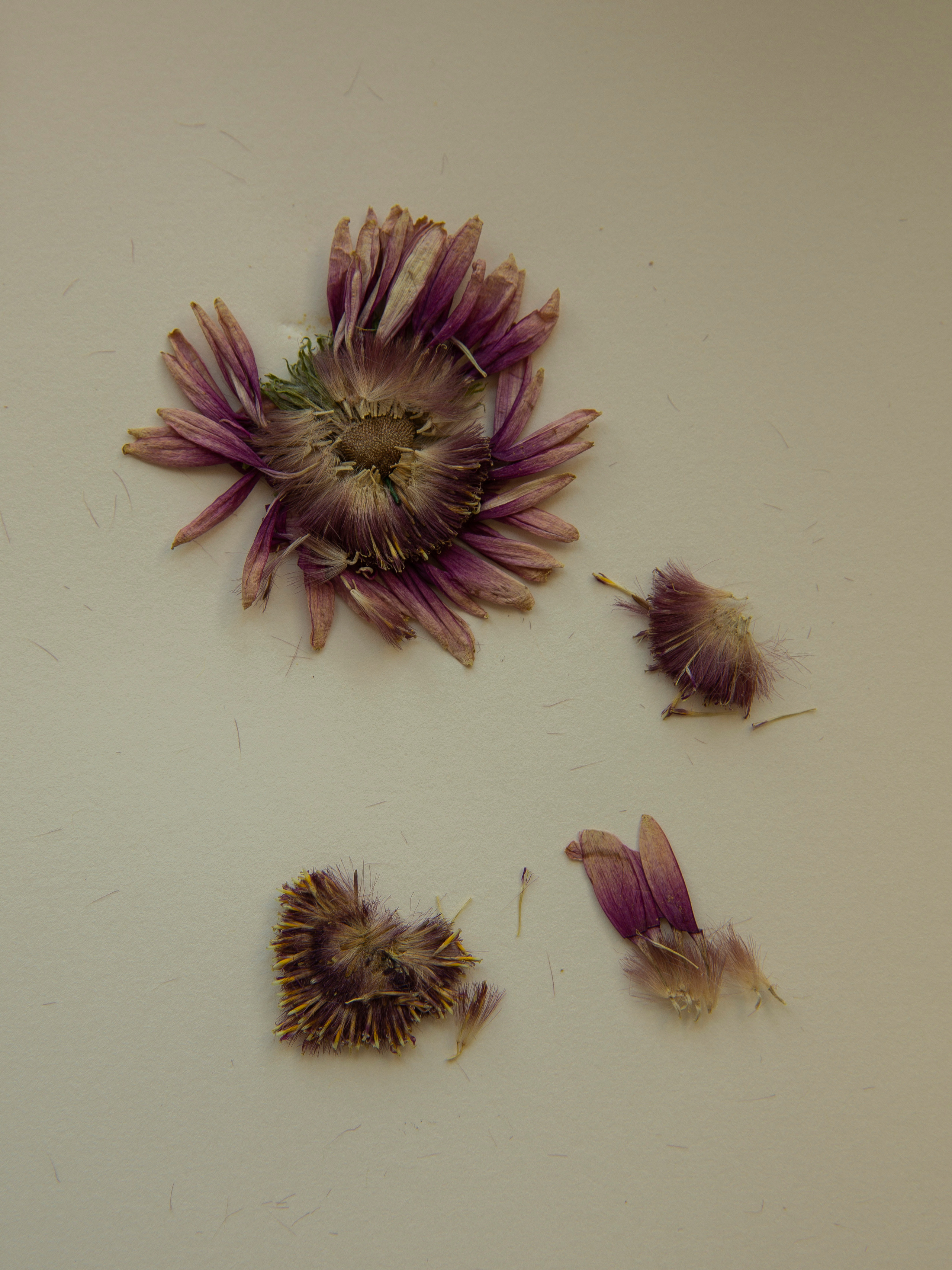 Елена Батова