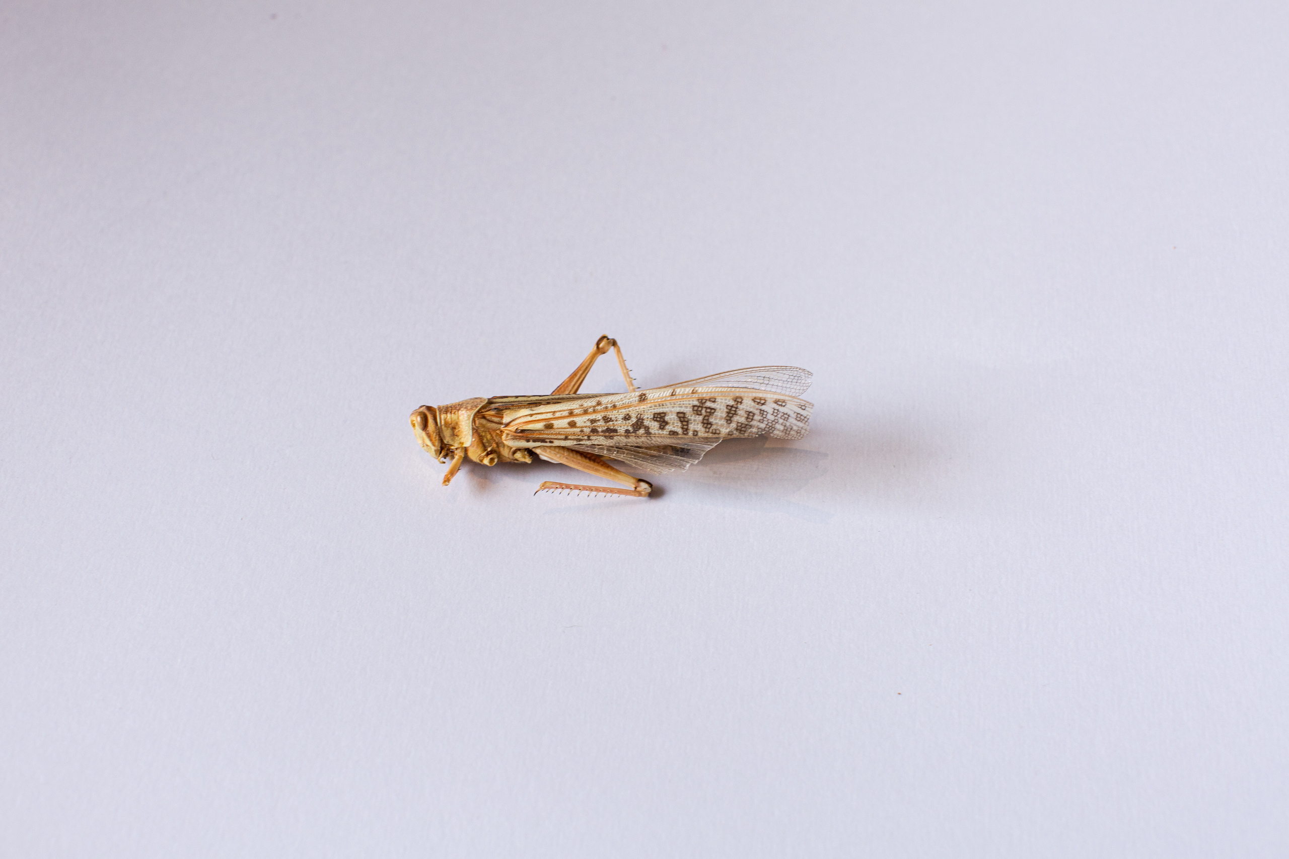 Выставка ''Черный ящик'' с 16 марта по 16 апреля 2021 года