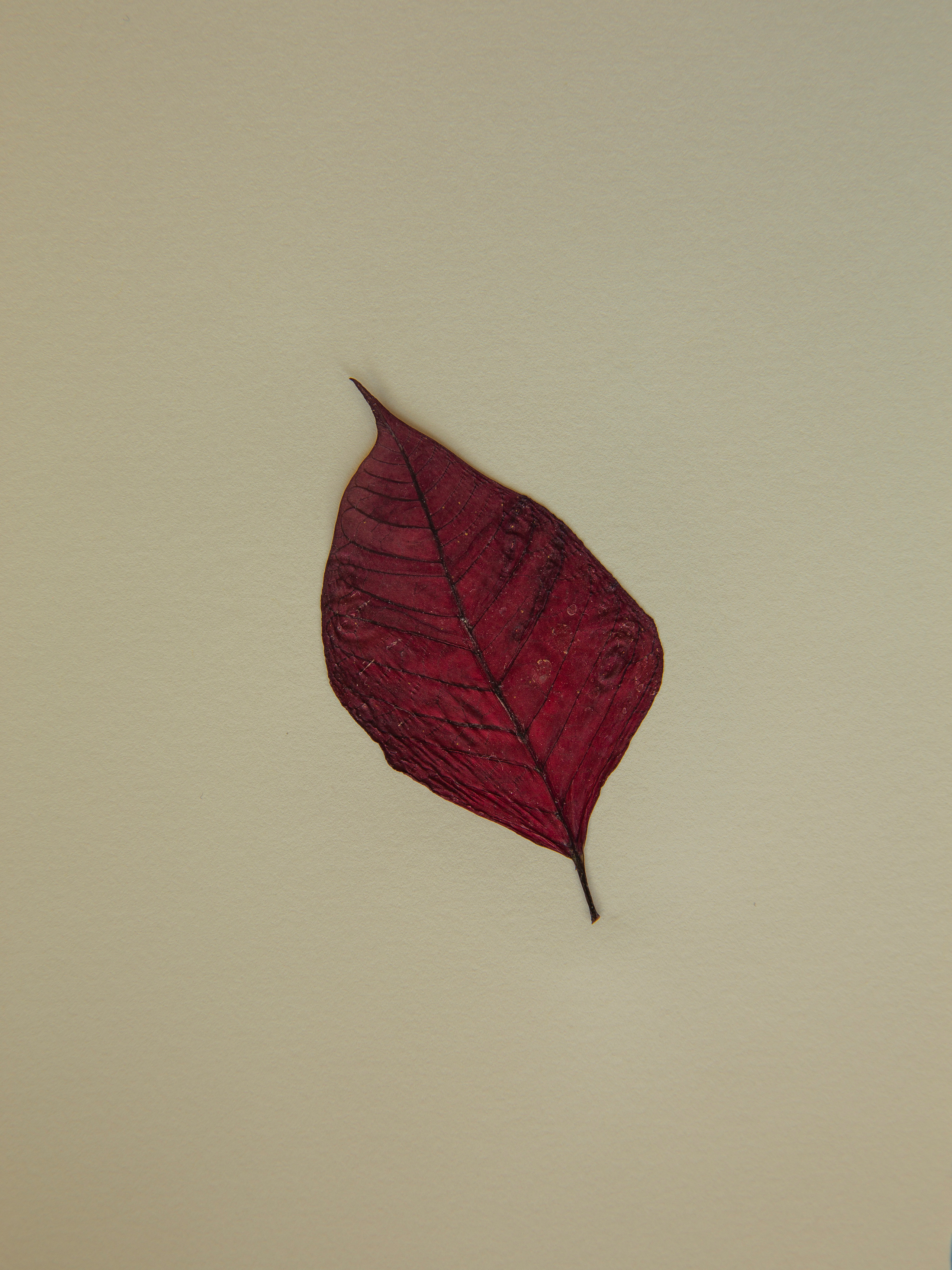 Елена Батова