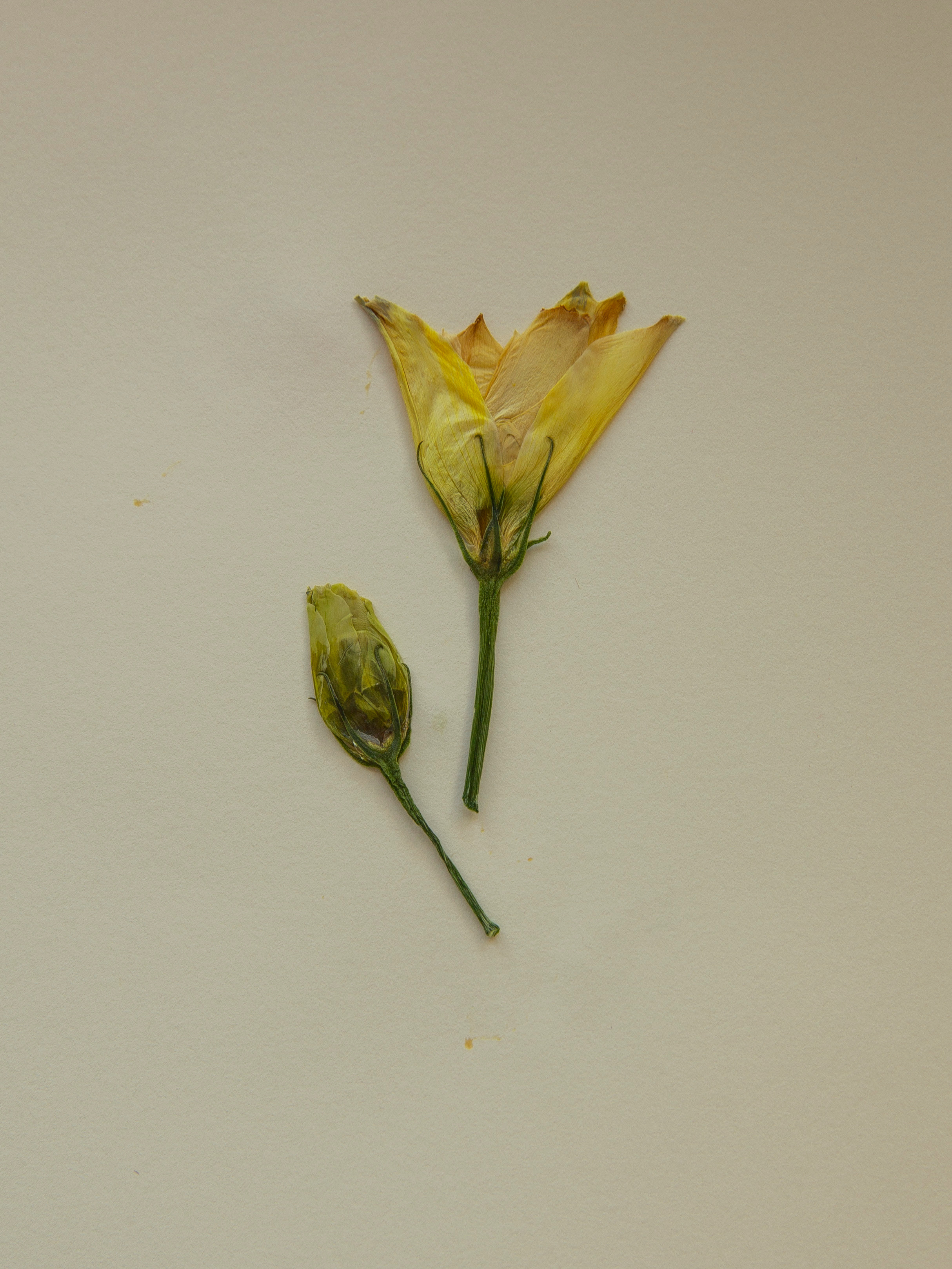 Елена Батова