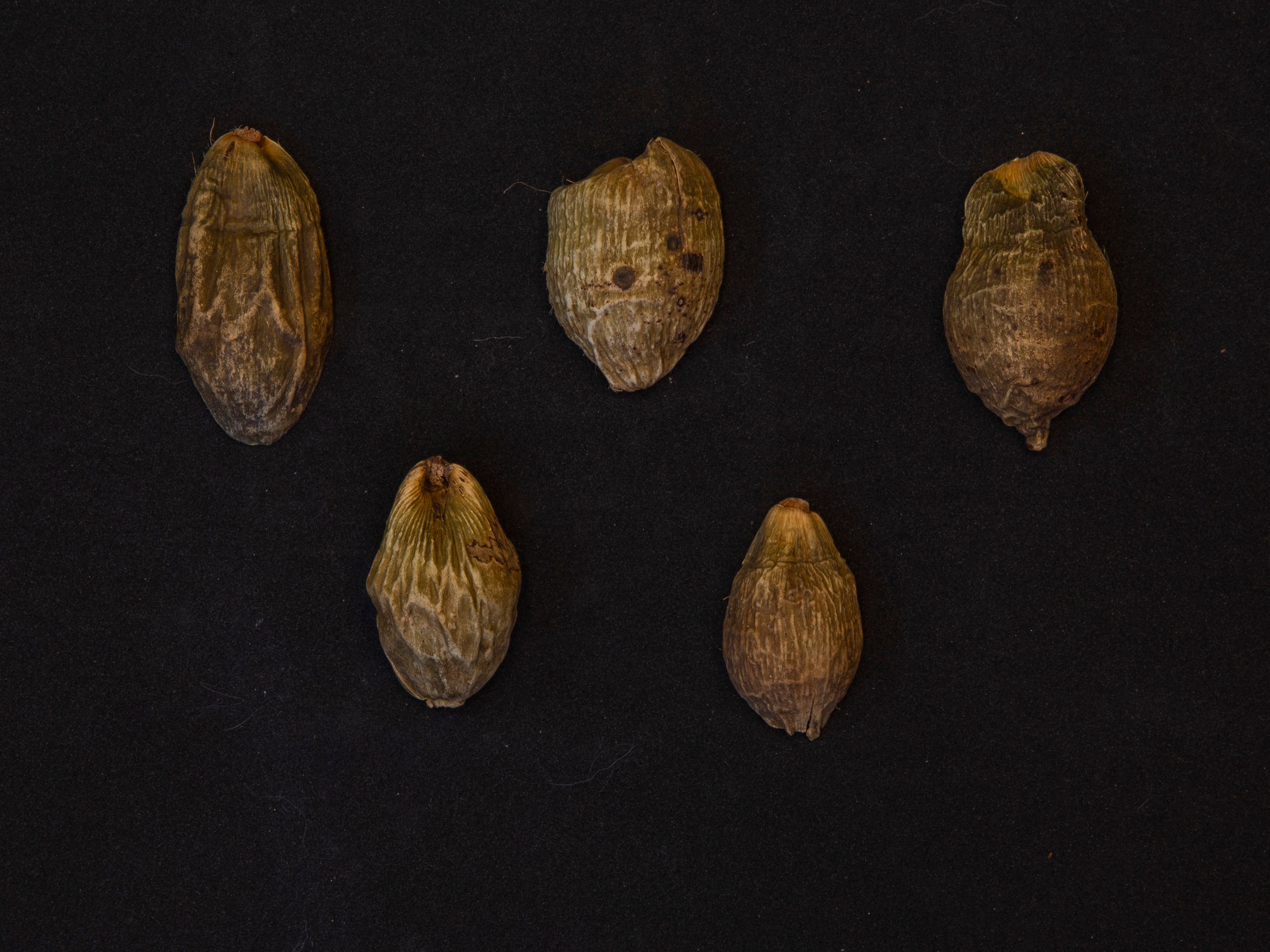 Елена Батова